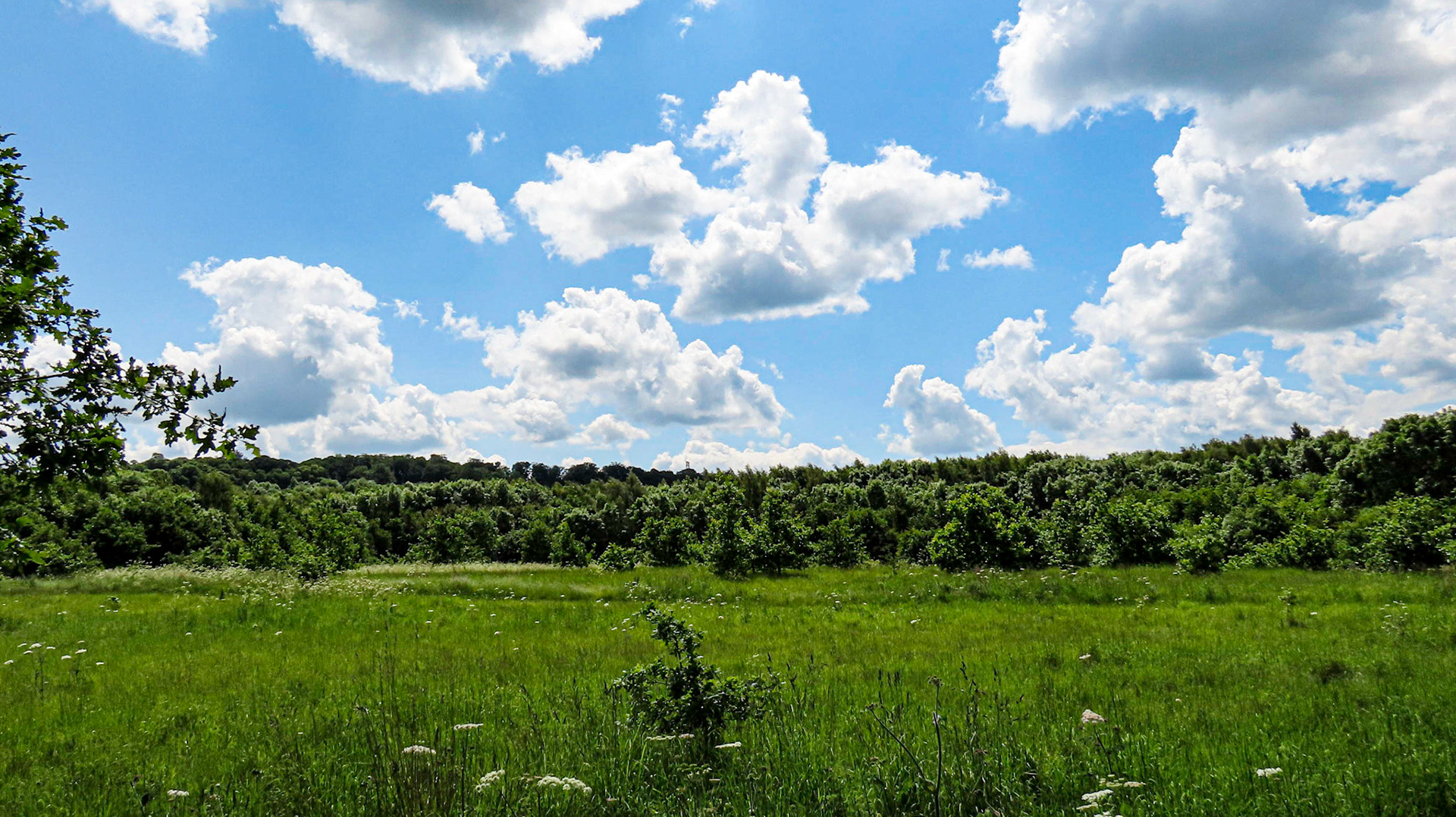 Londonthorpe Woods, Lincolnshire