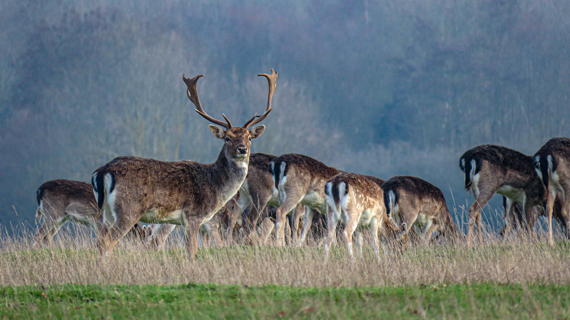 Fallow Deer (Dama dama), Buck (male) with a herd, Belton Park