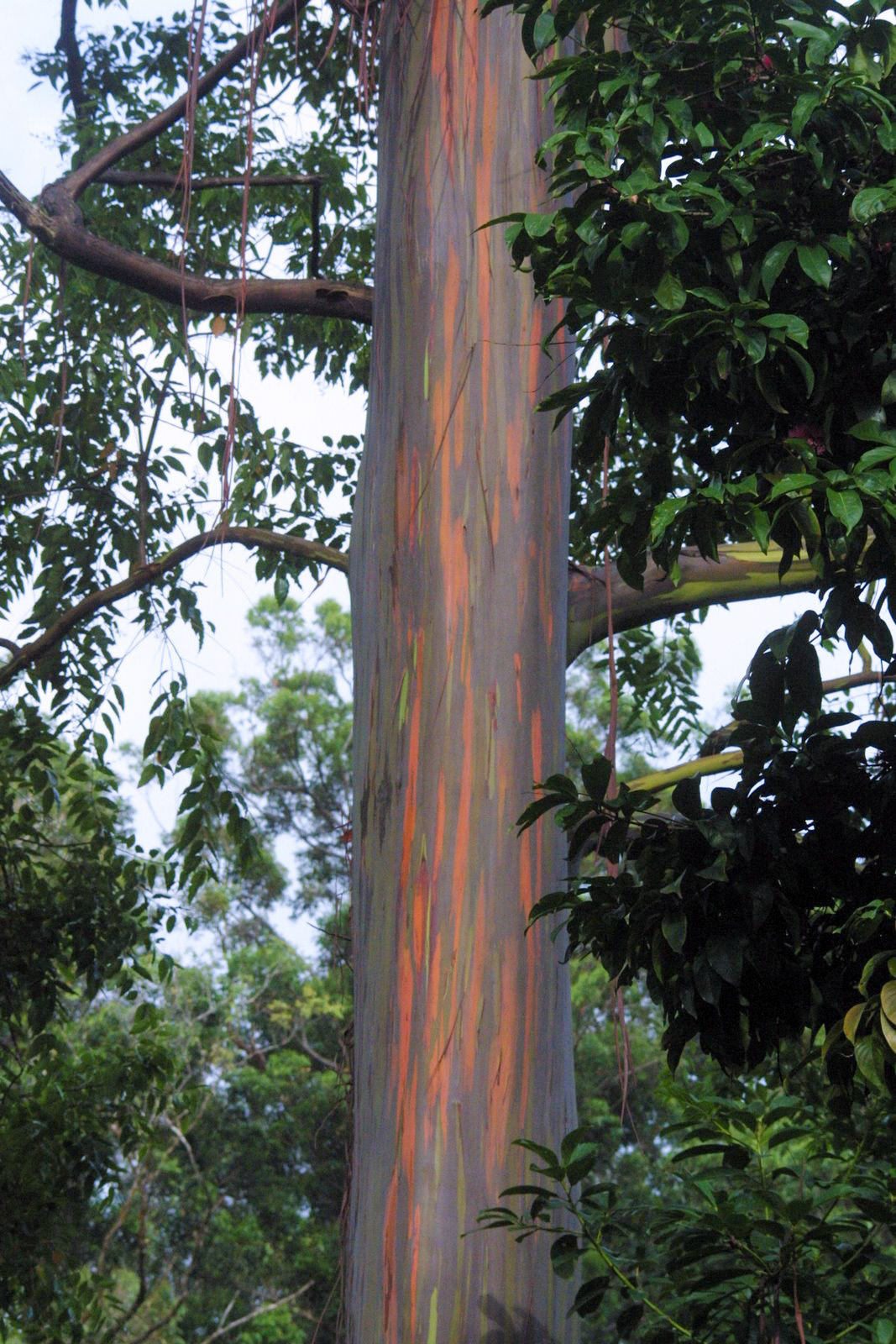 Road to Hana Rainbow Trees