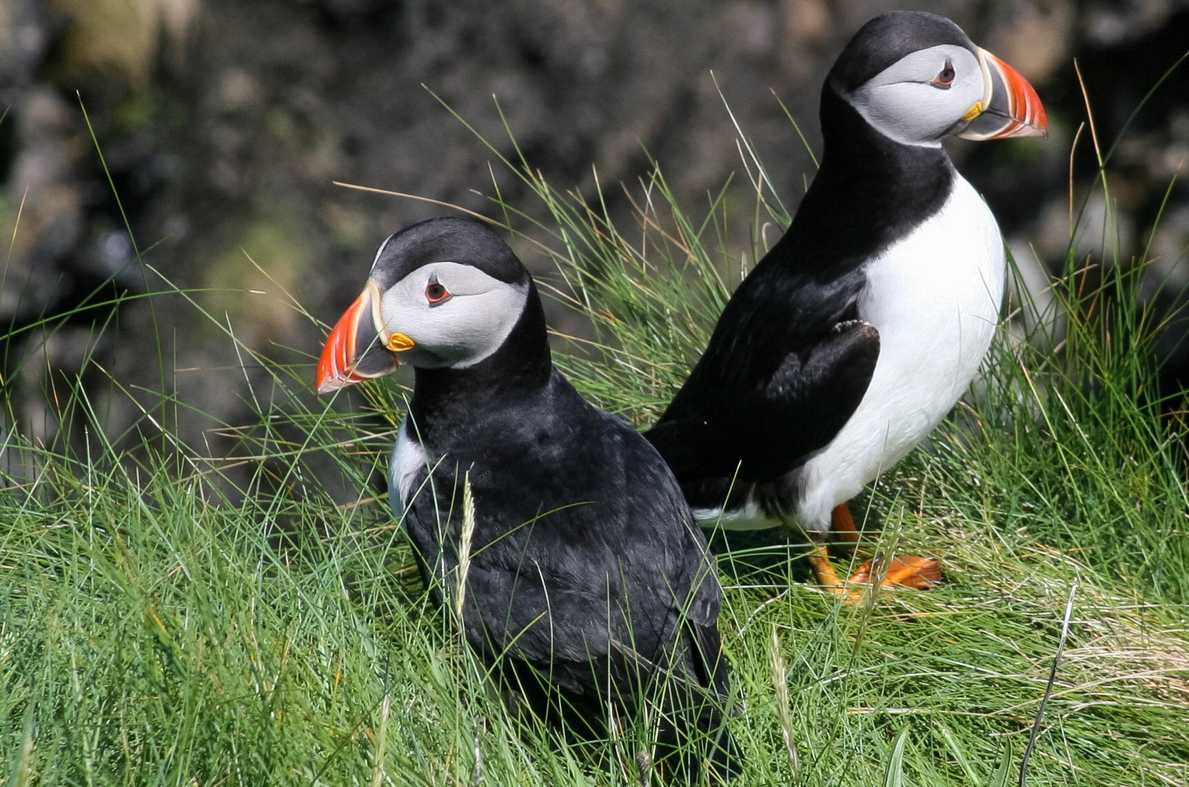 Puffin The Isle Staffa, Scotland