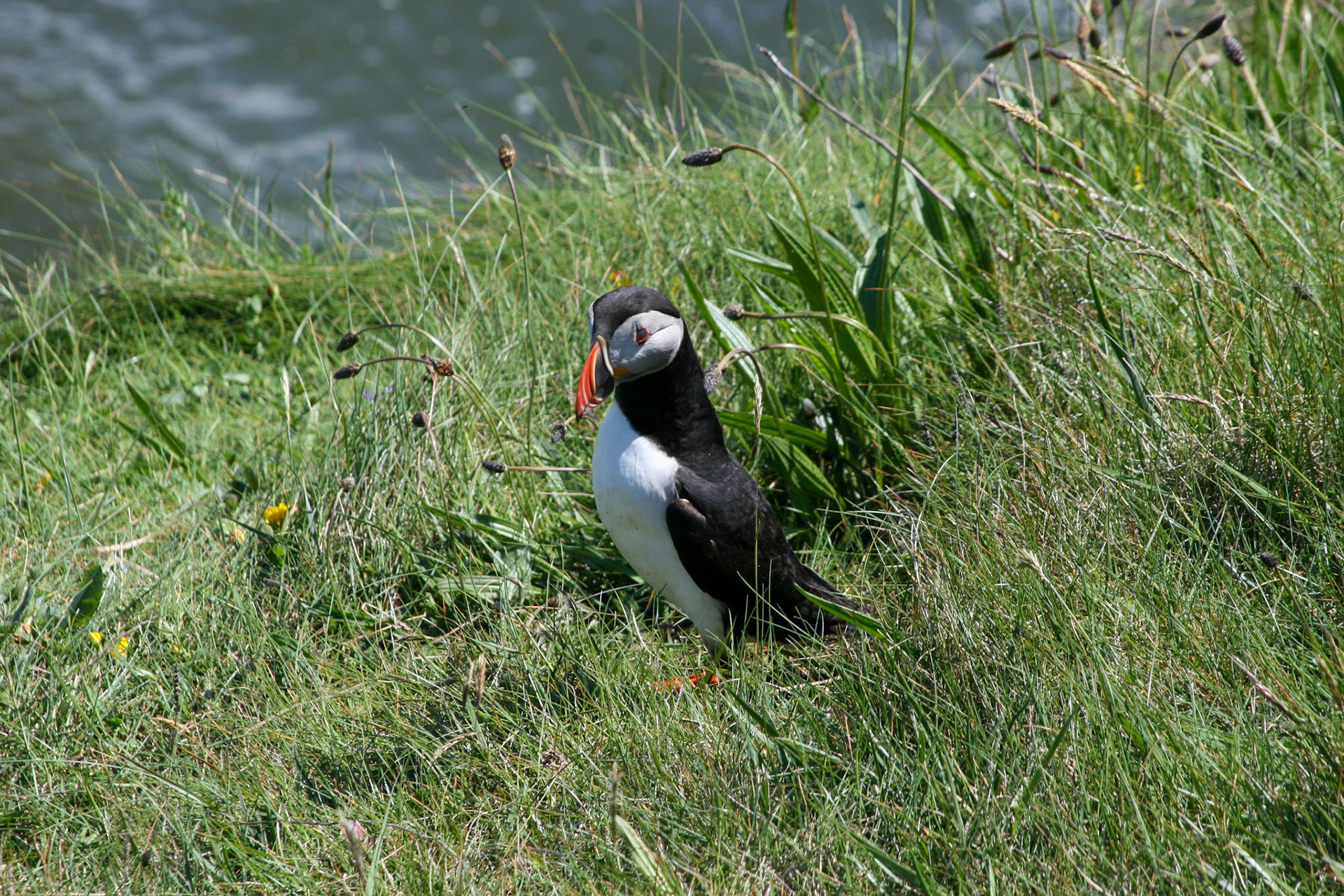 Puffin The Isle Staffa, Scotland 