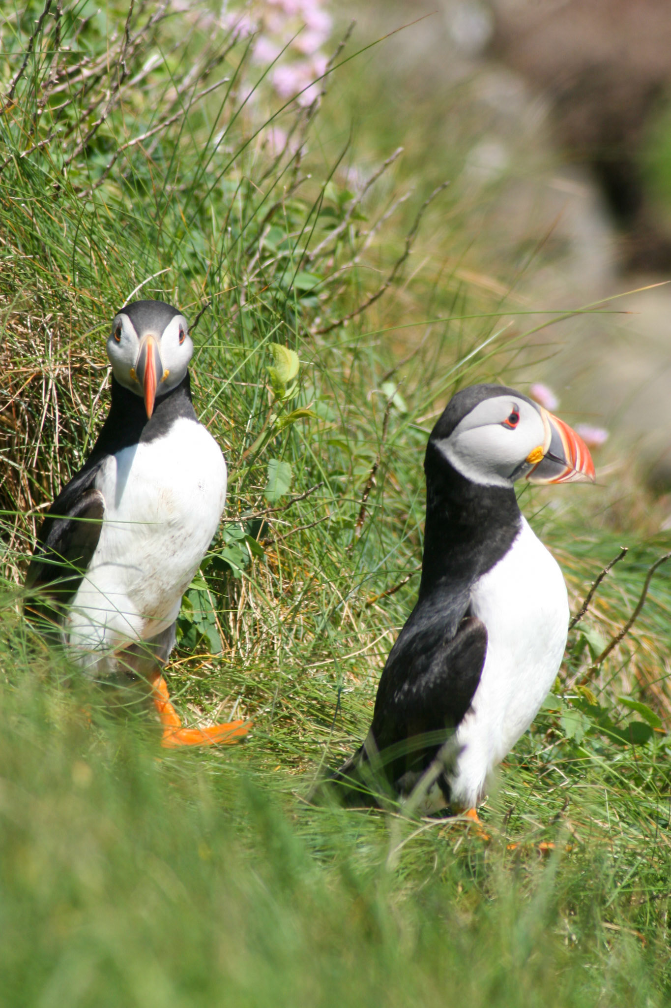 Puffin The Isle Staffa, Scotland 
