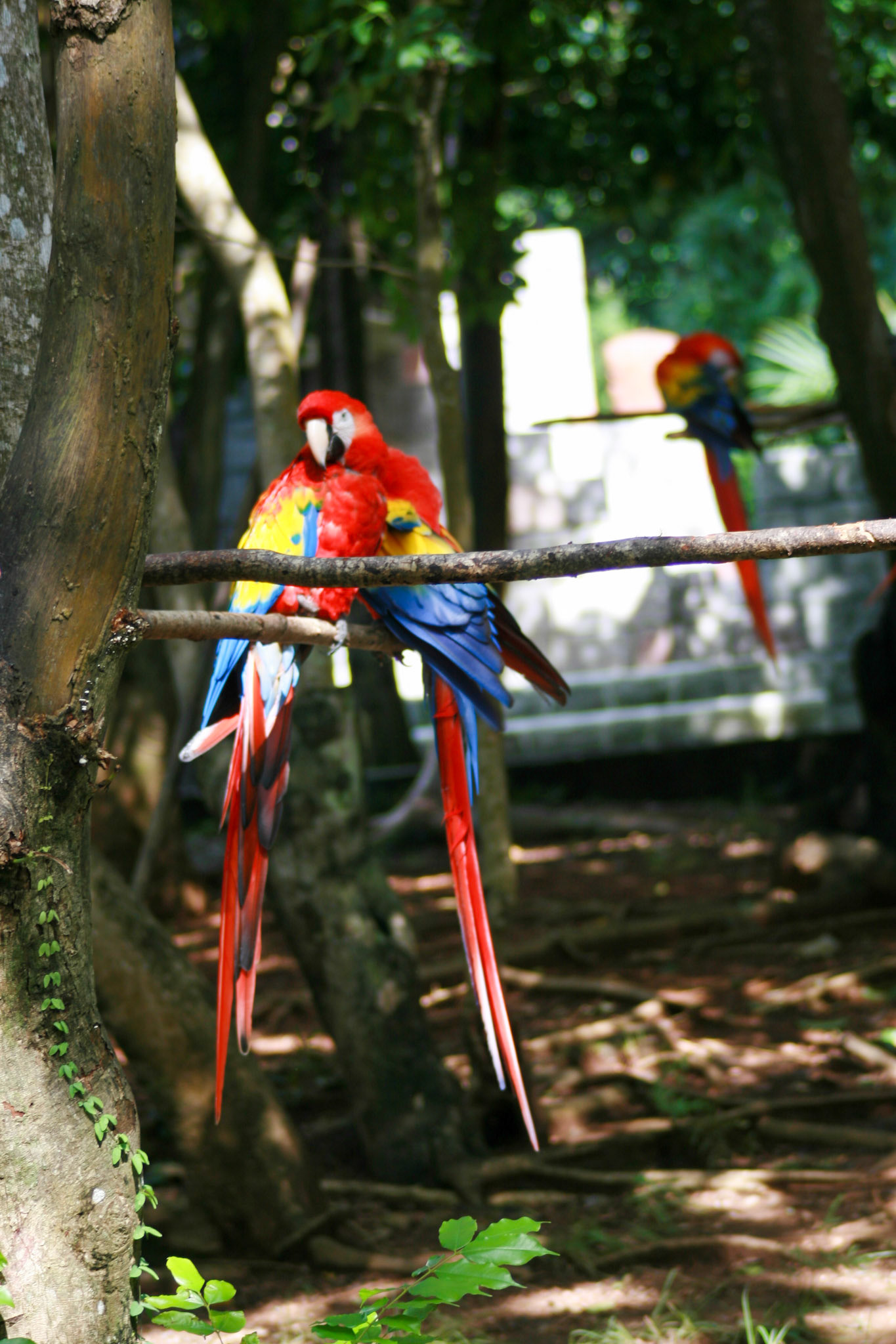 Parrott Roatan Bay Islands, Honduras