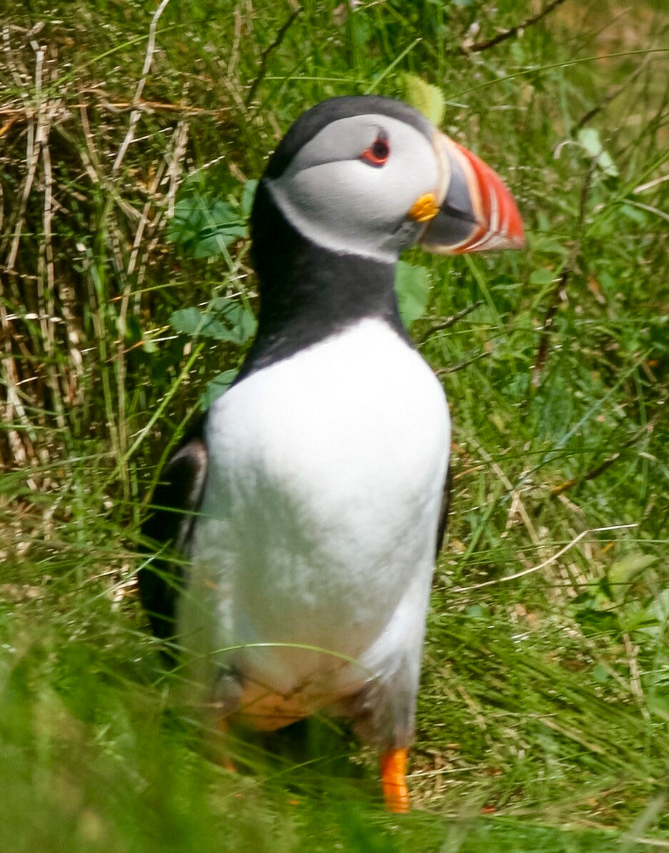 Puffin The Isle Staffa, Scotland 