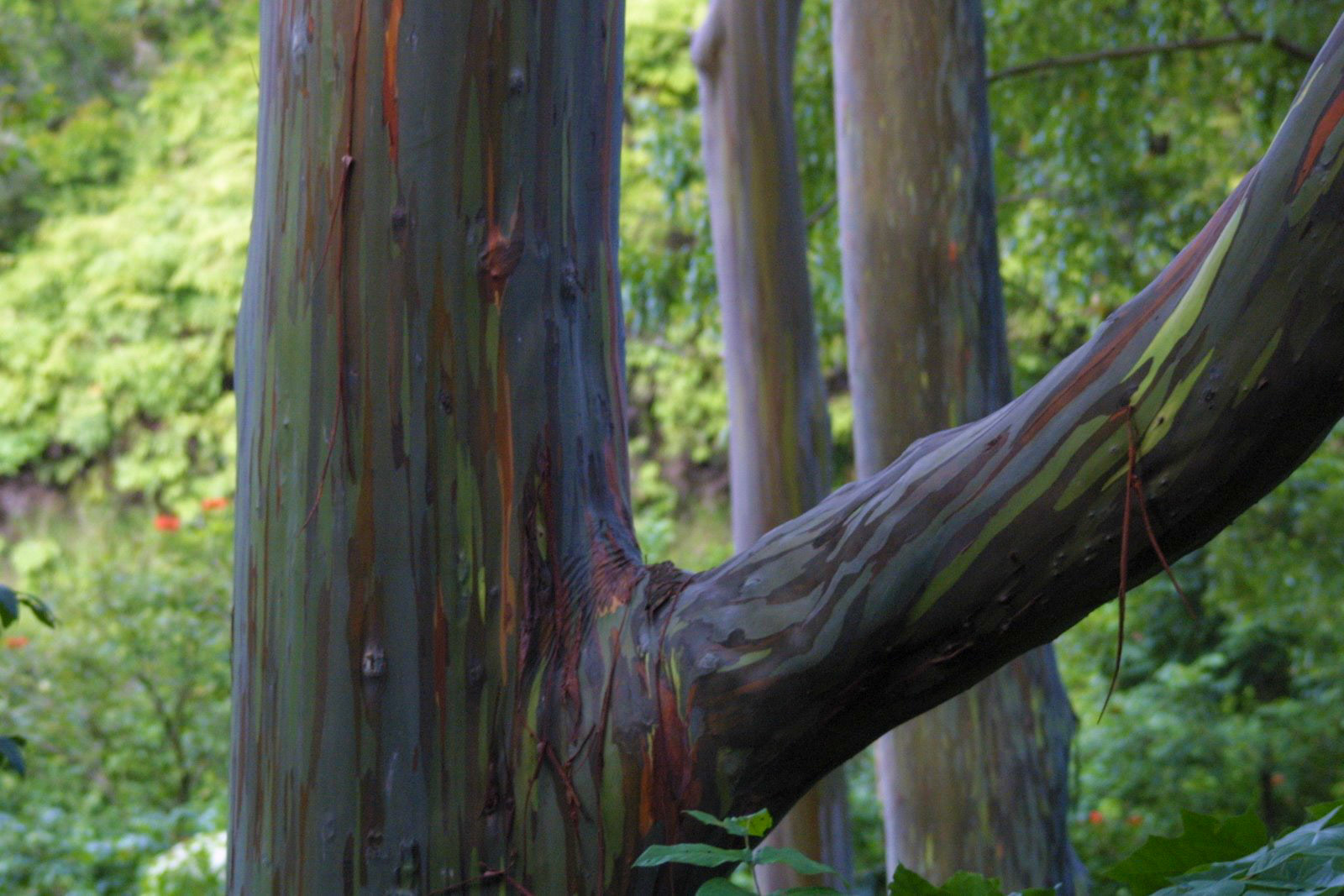 Road to Hana Rainbow Trees
