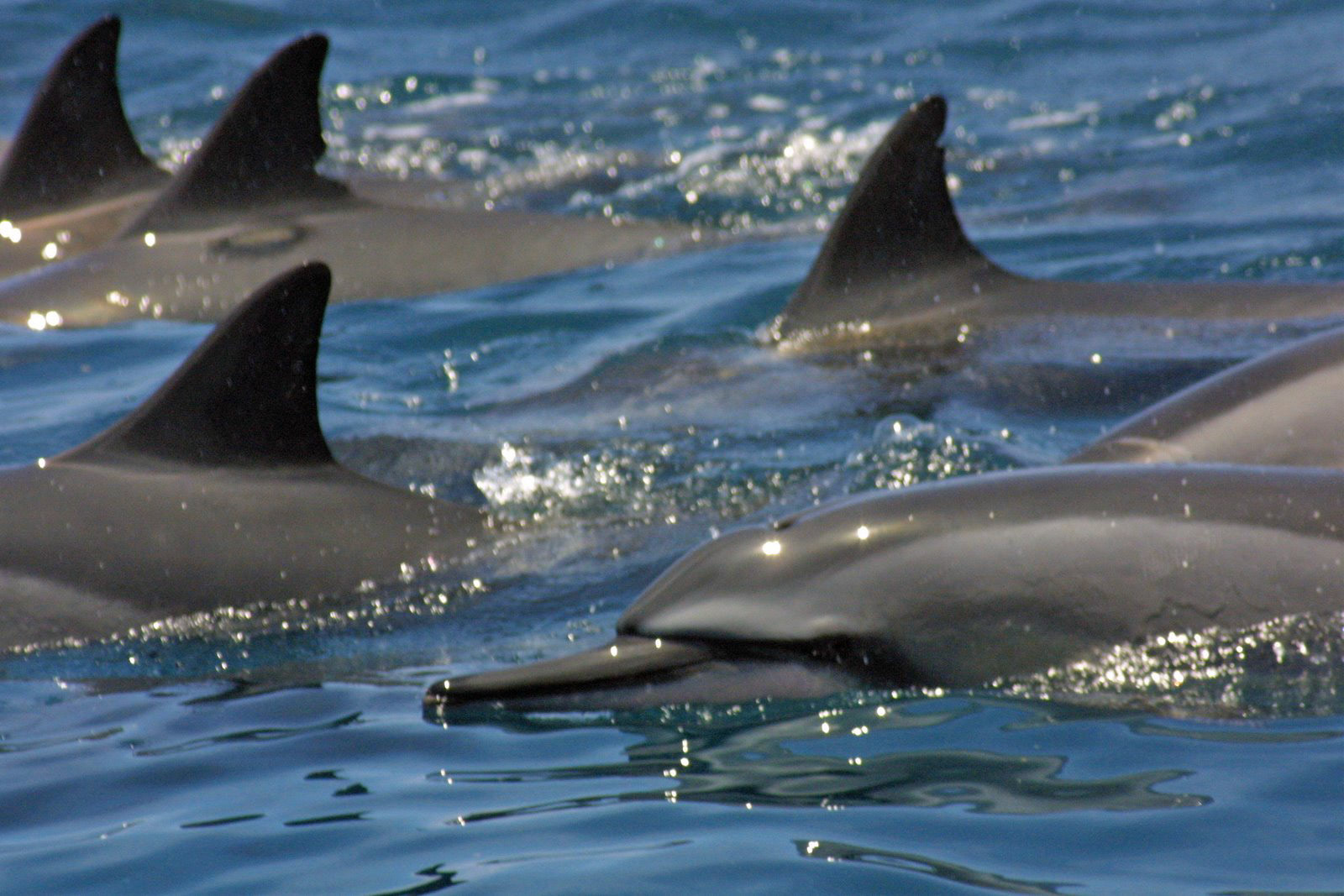 Trilogy Discover Lanai Sunset Sail Dolphin