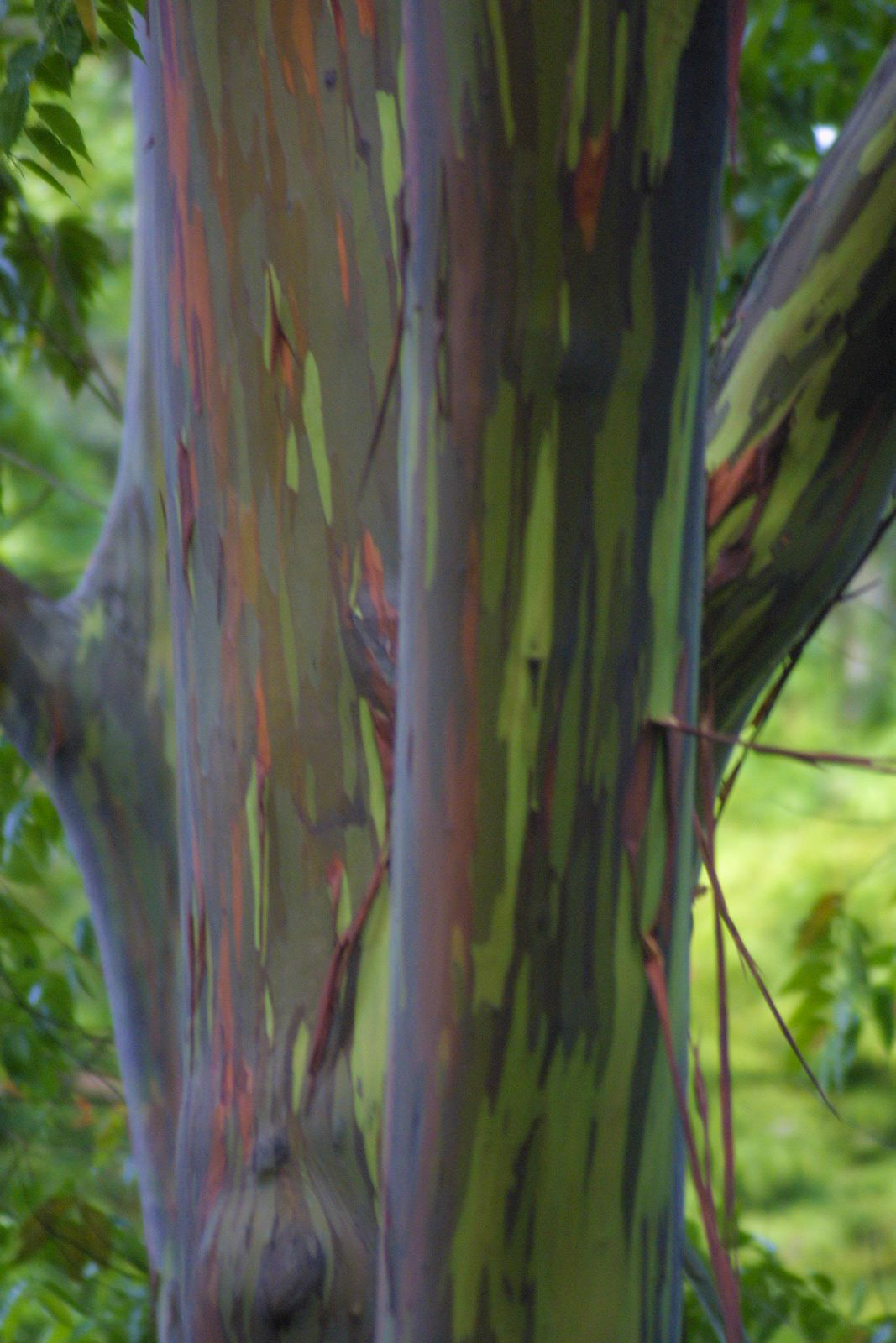 Road to Hana Rainbow Trees