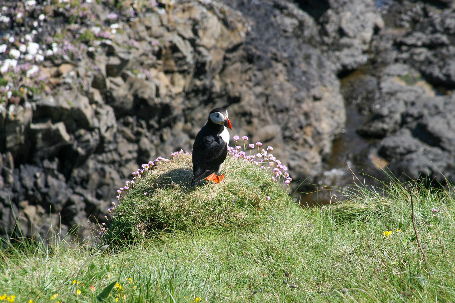 Puffin The Isle Staffa, Scotland 