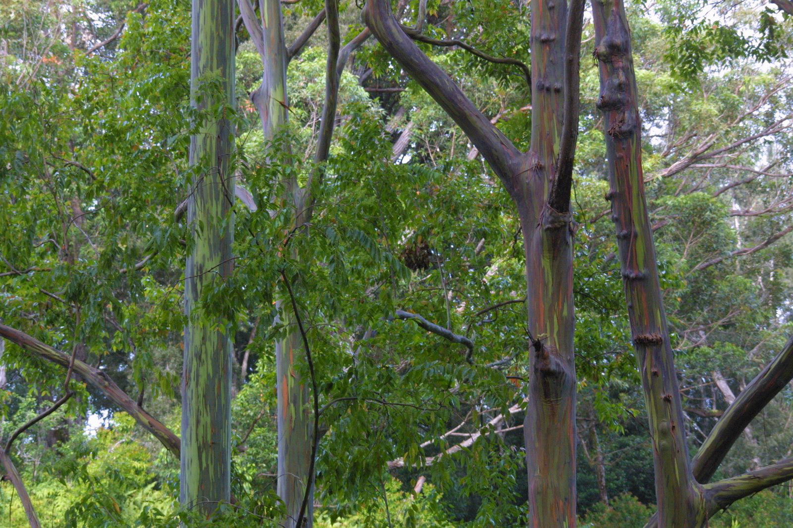 Road to Hana Rainbow Trees