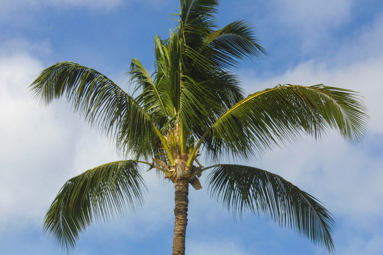 Palm Trees Outrigger Maui Elorado