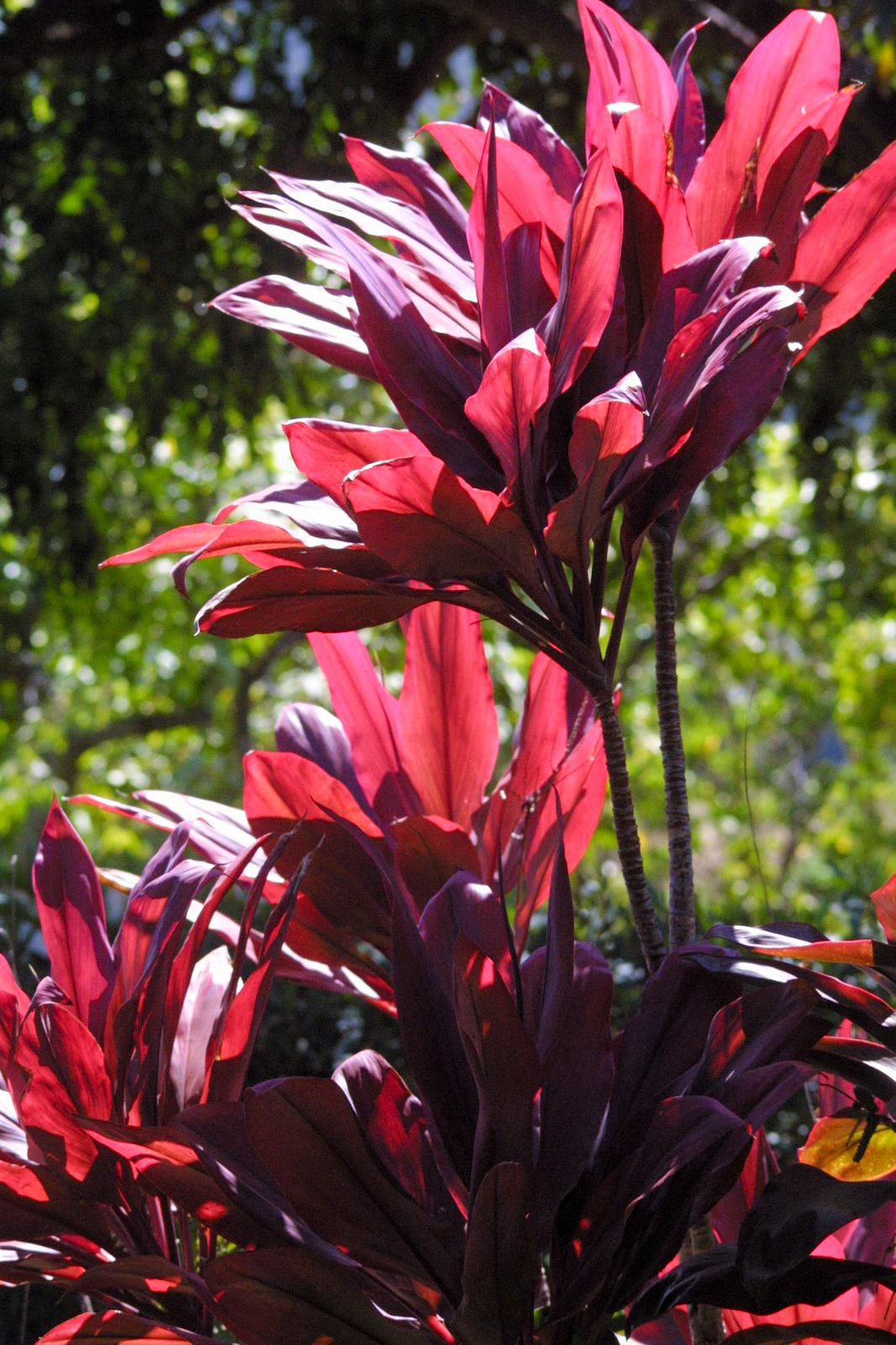 Maui Tropical Plantation