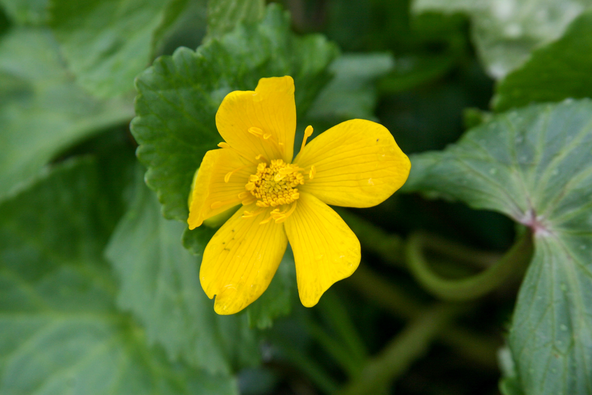 Yellow Daffodil Flower