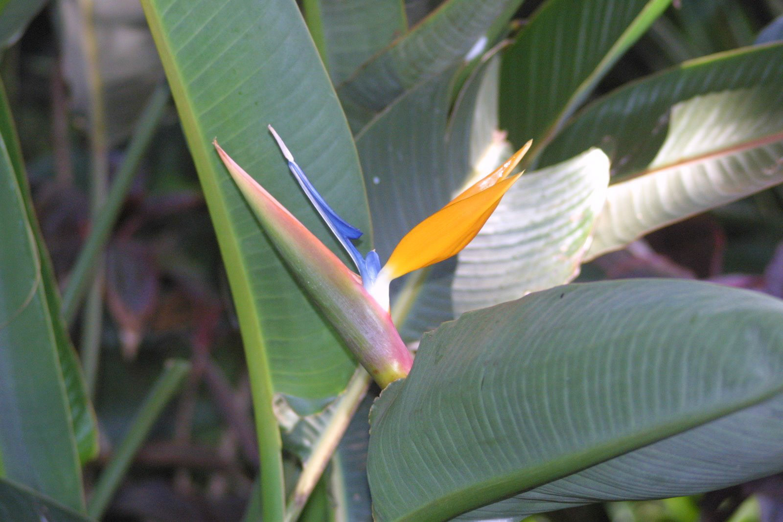 Maui Tropical Plantation