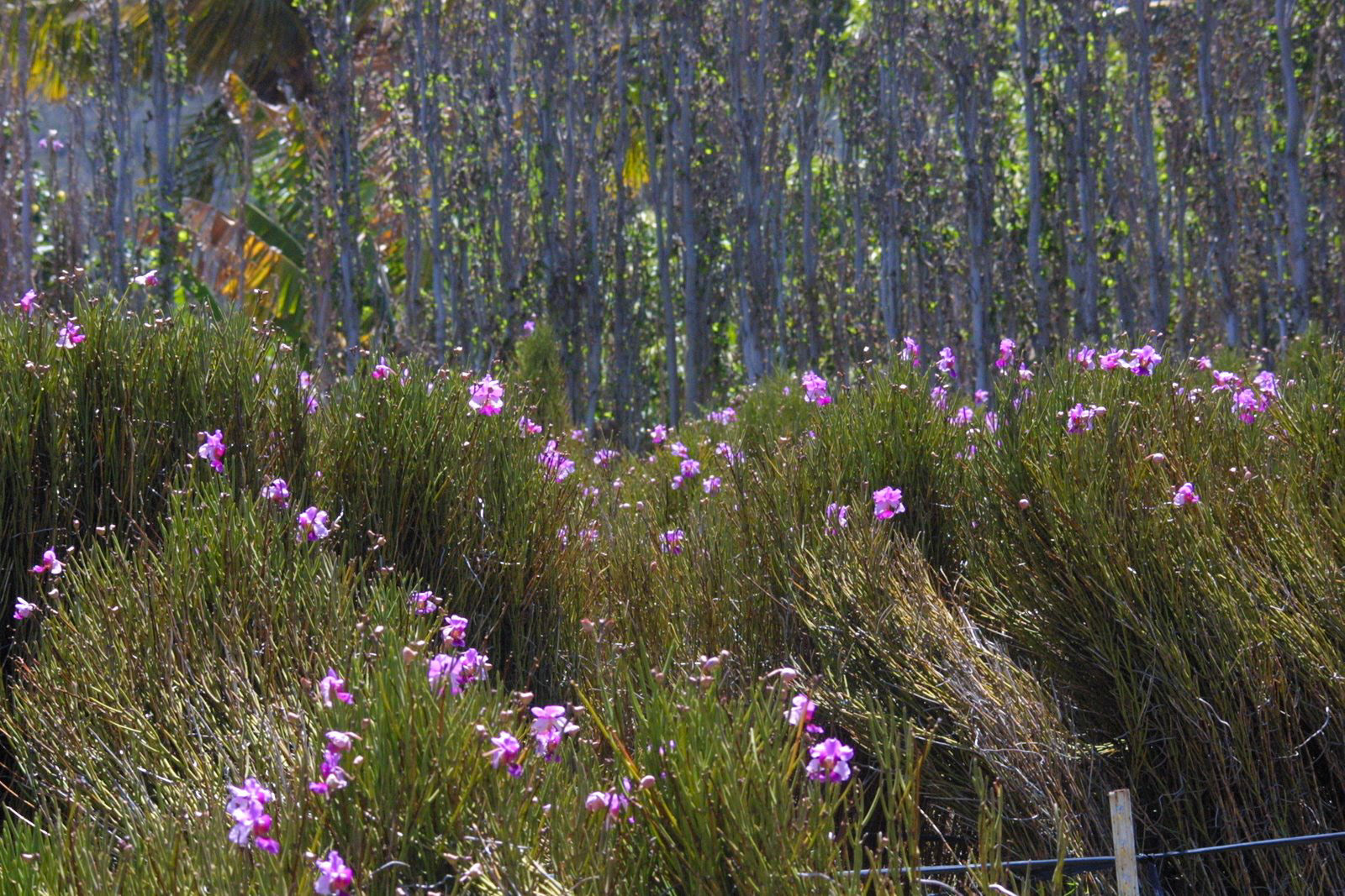 Maui Tropical Plantation