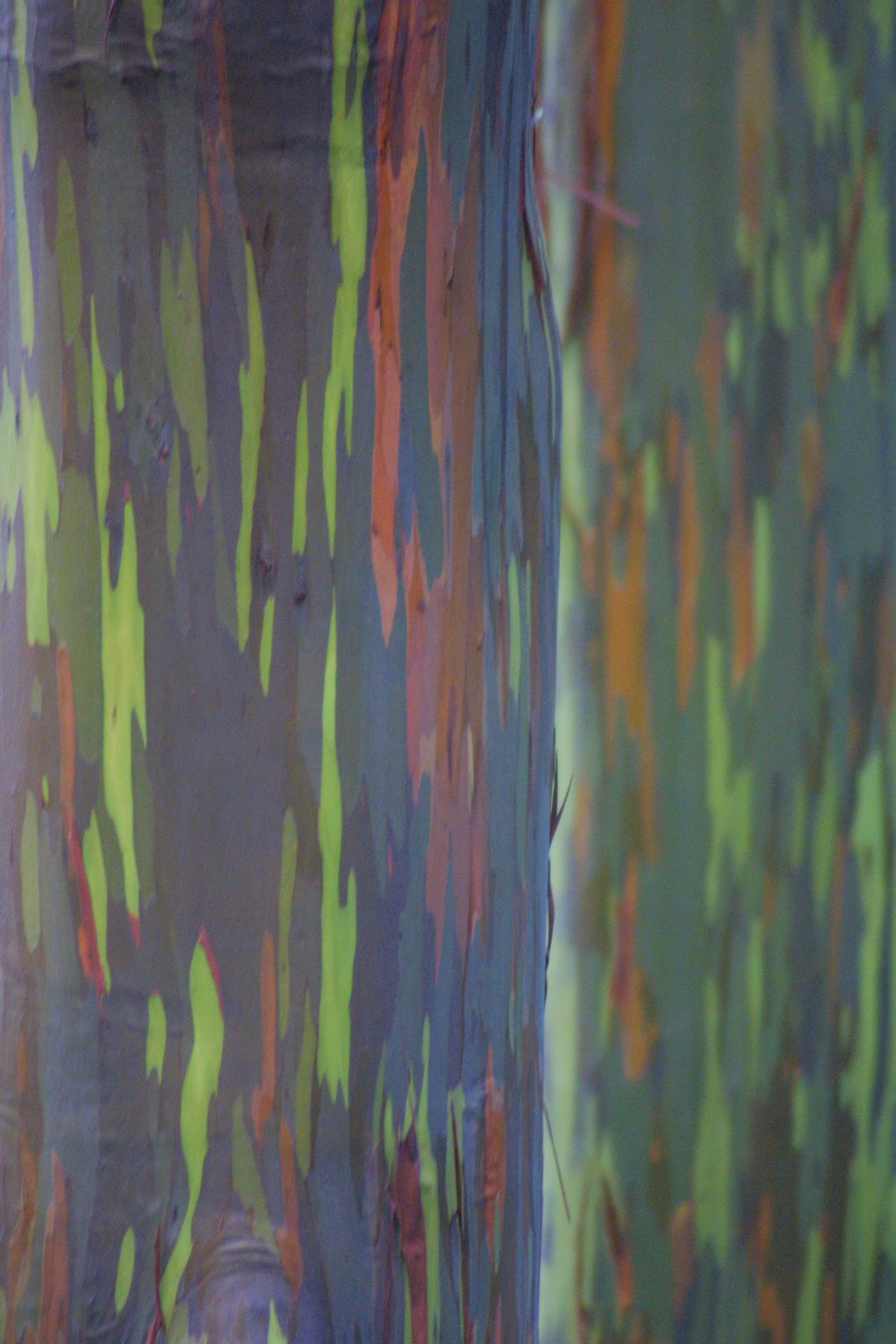 Road to Hana Rainbow Trees