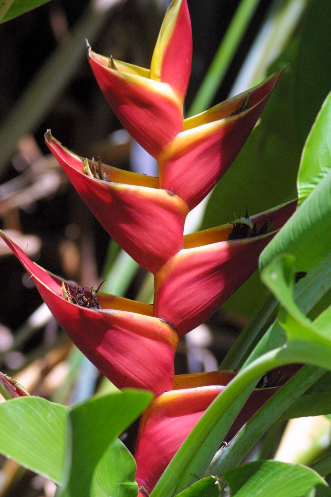 Maui Tropical Plantation