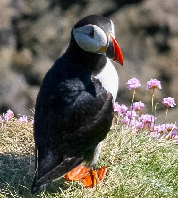 Puffin The Isle Staffa, Scotland 
