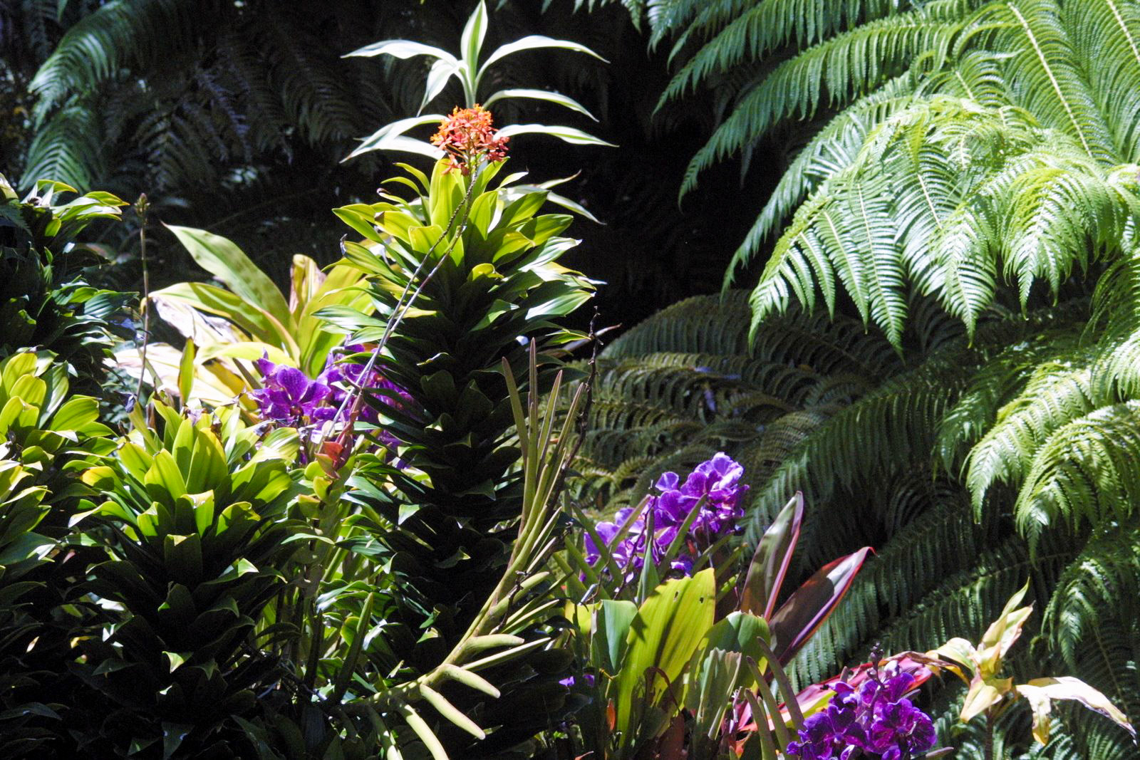 Maui Tropical Plantation