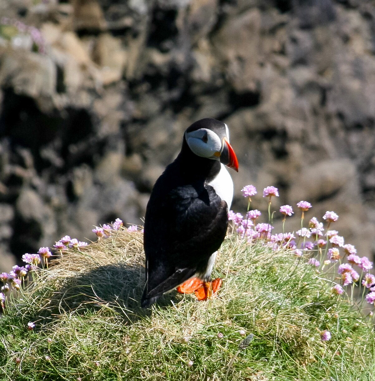 Puffin The  Isle Staffa, Scotland 