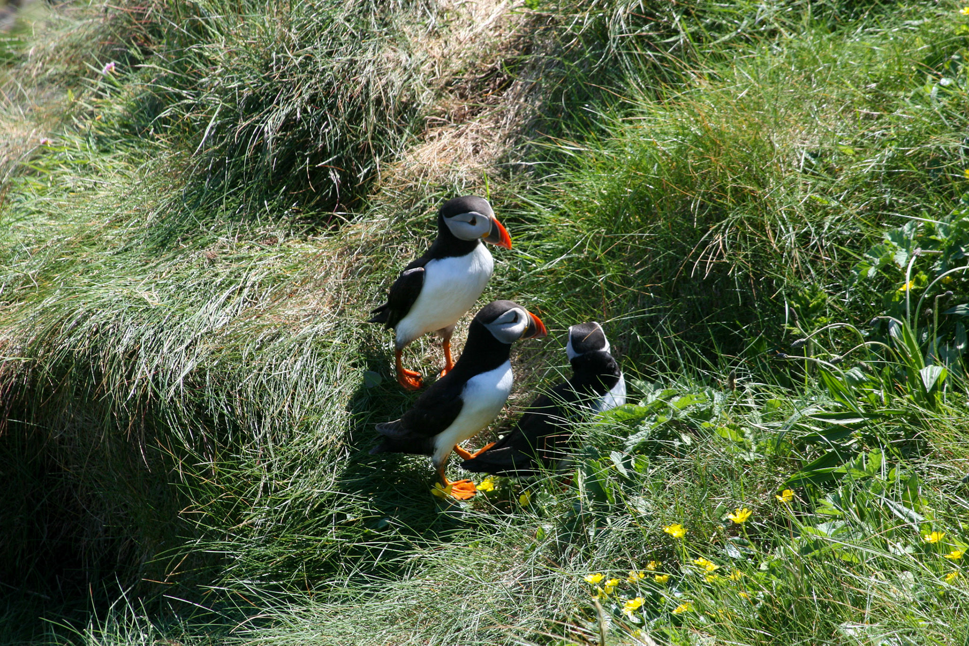 Puffin The Isle Staffa, Scotland