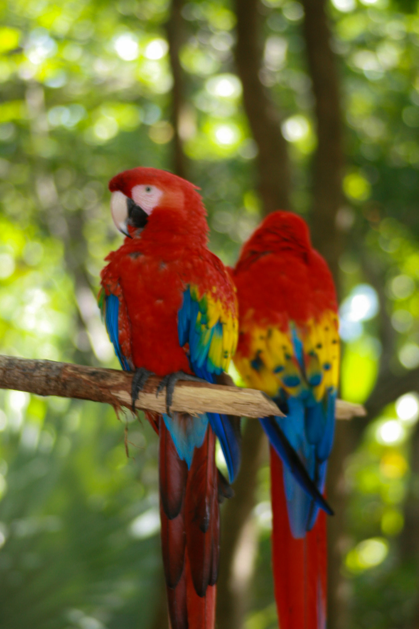 Parrott Roatan Bay Islands, Honduras
