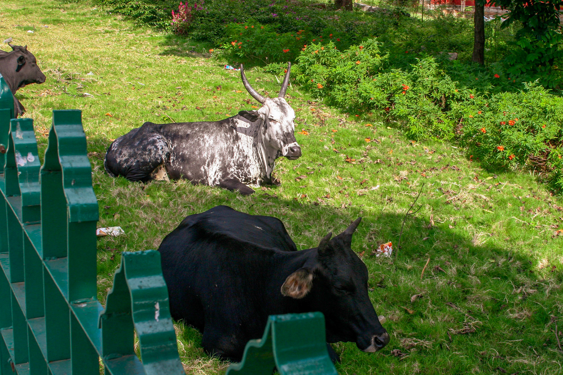 Sacred Cows Bangalore India