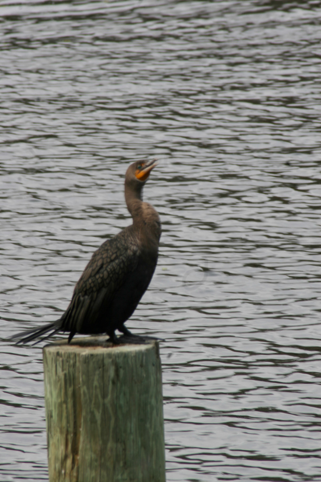 Double-crested cormorant
