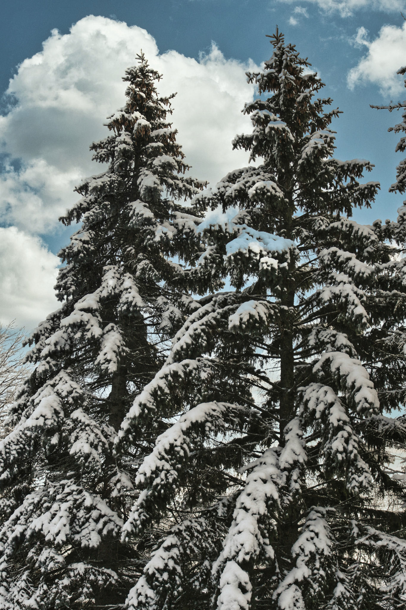 Snow on Pine