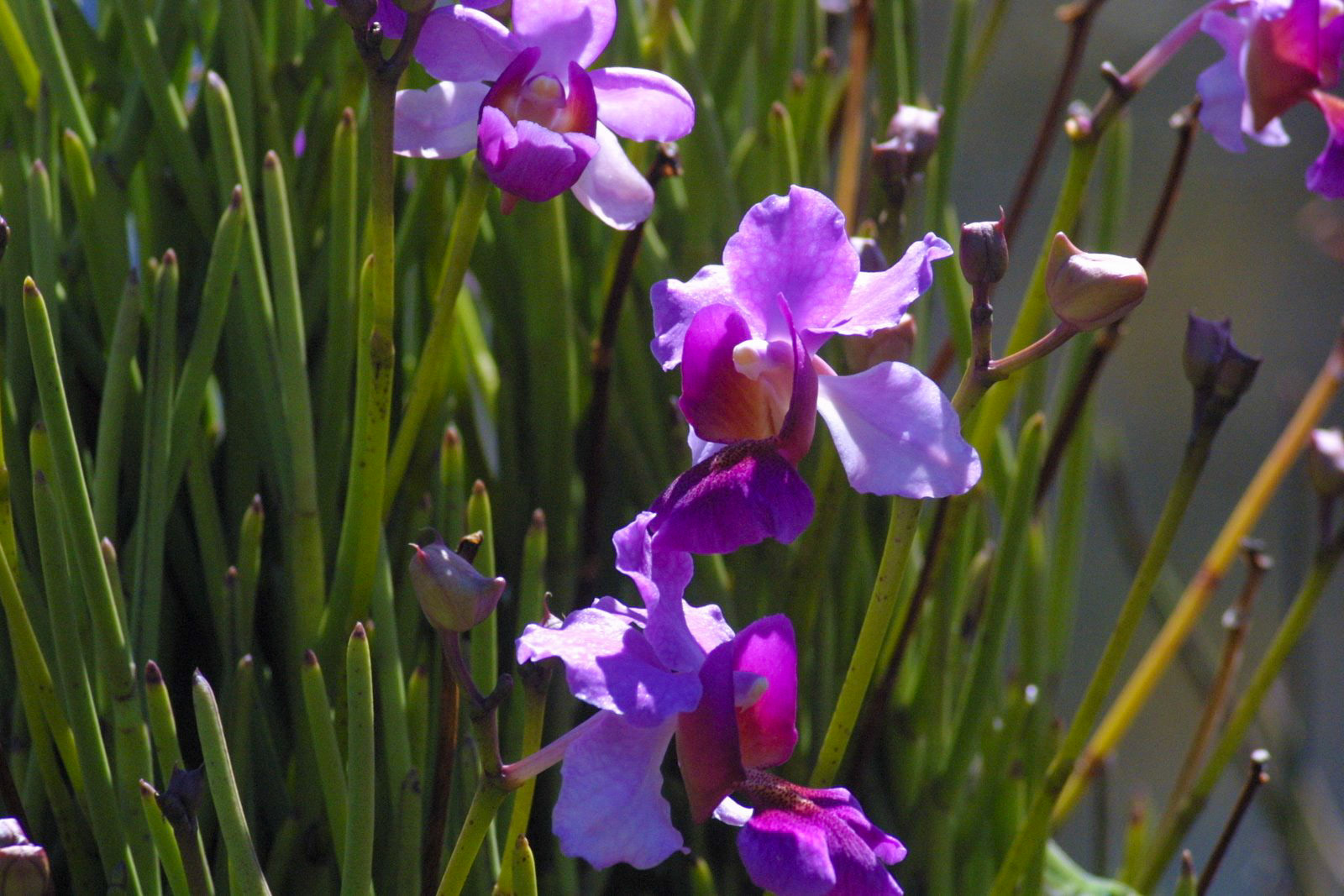 Maui Tropical Plantation