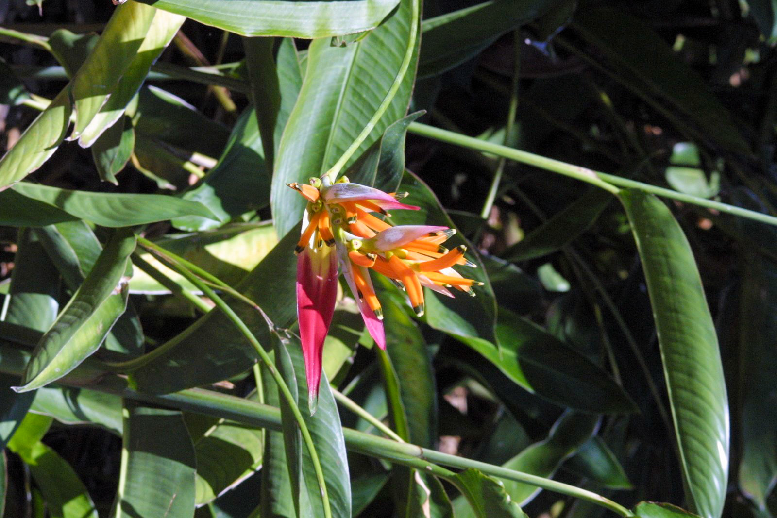 Maui Tropical Plantation