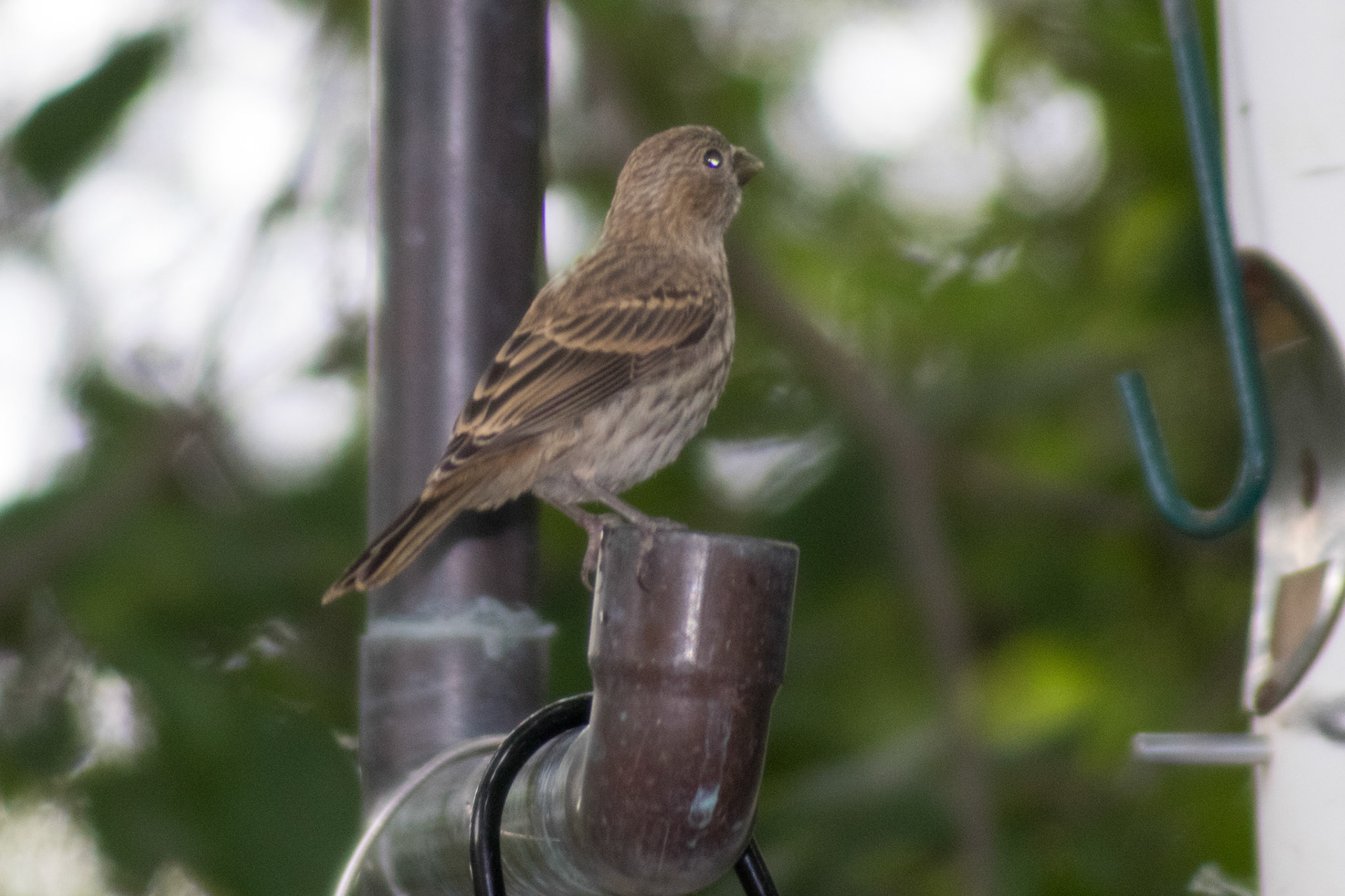 House Finch (Female)