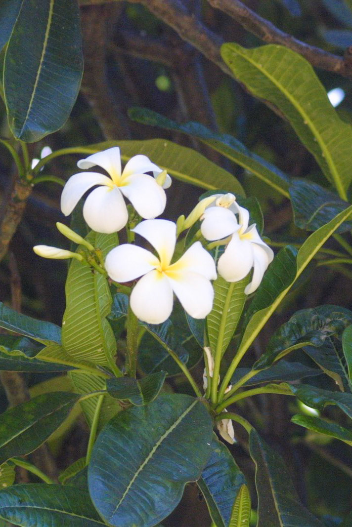 Maui Tropical Plantation