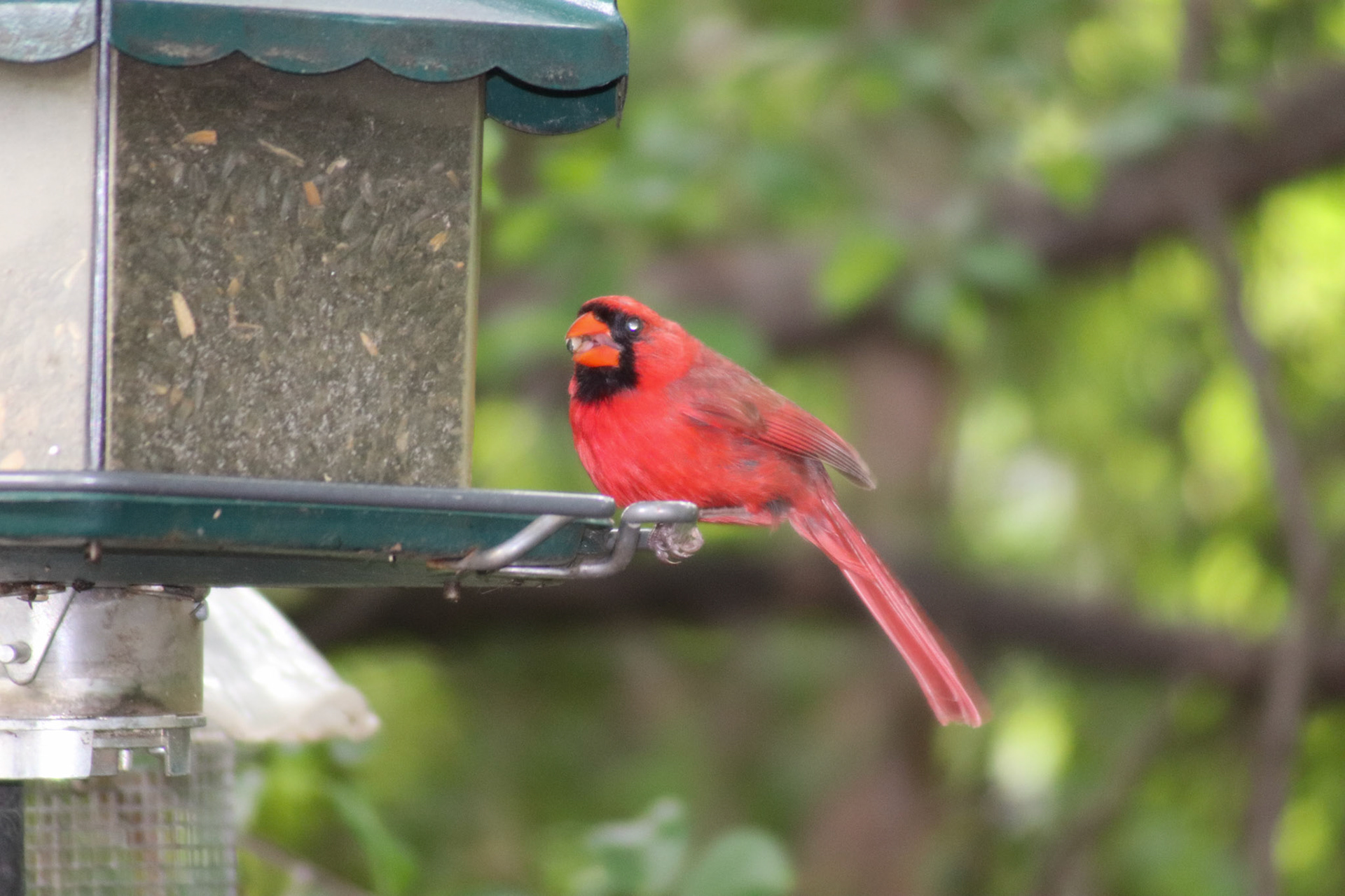 Cardinal on my feeder