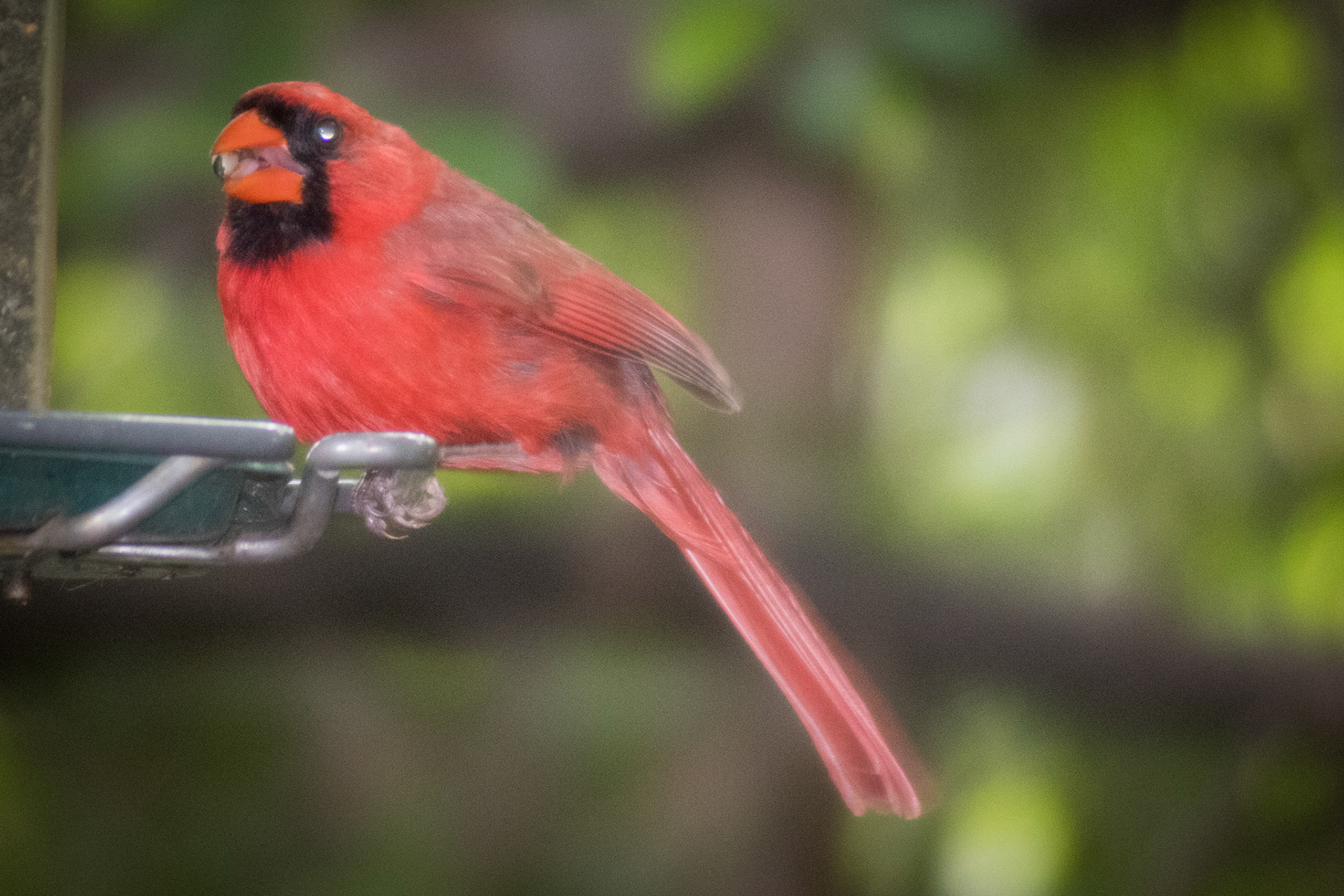 Cardinal on my feeder