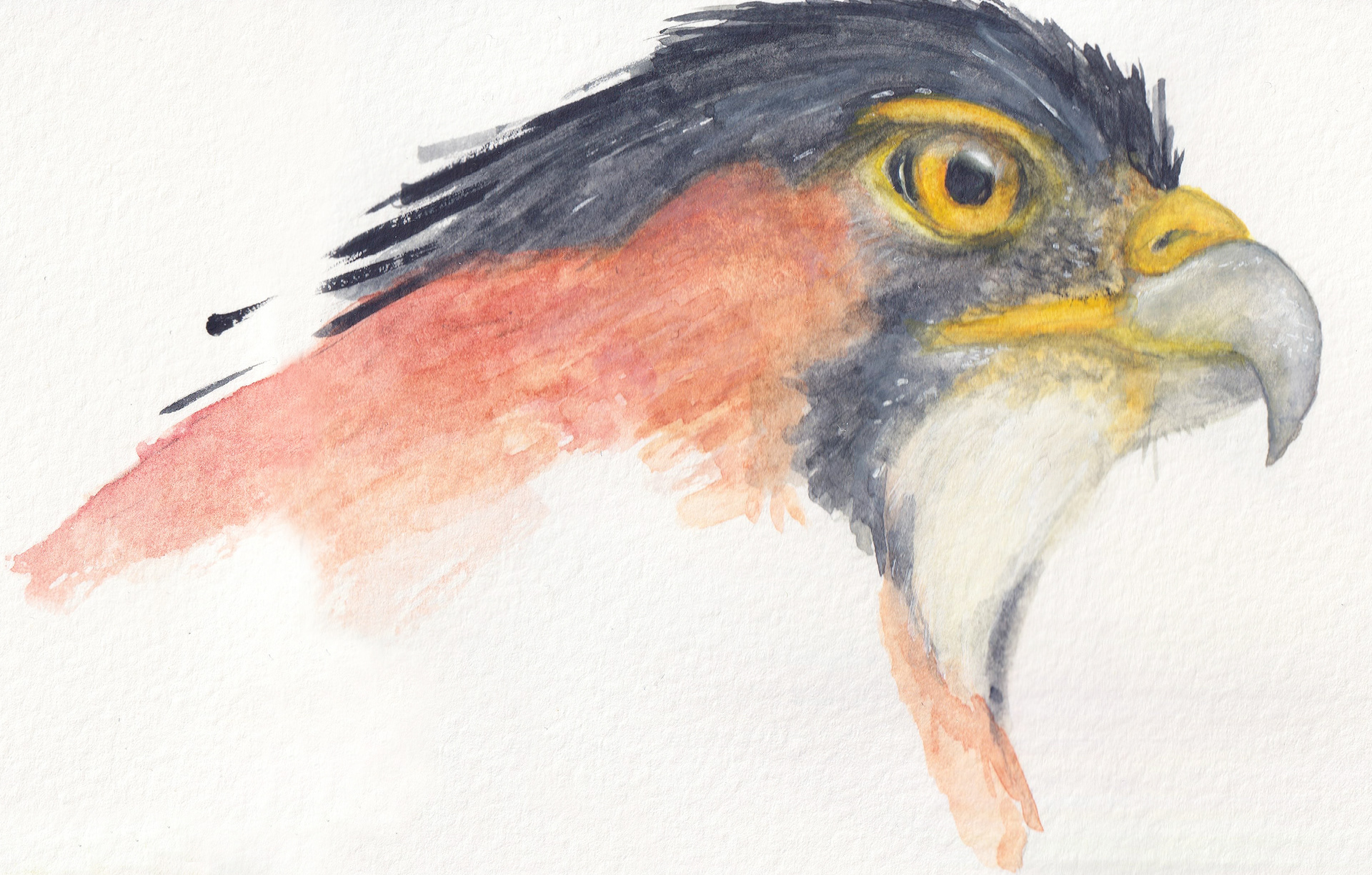 Eagle | Watercolour