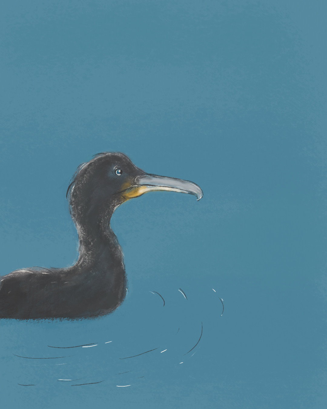Cormorant | Pencil | Procreate