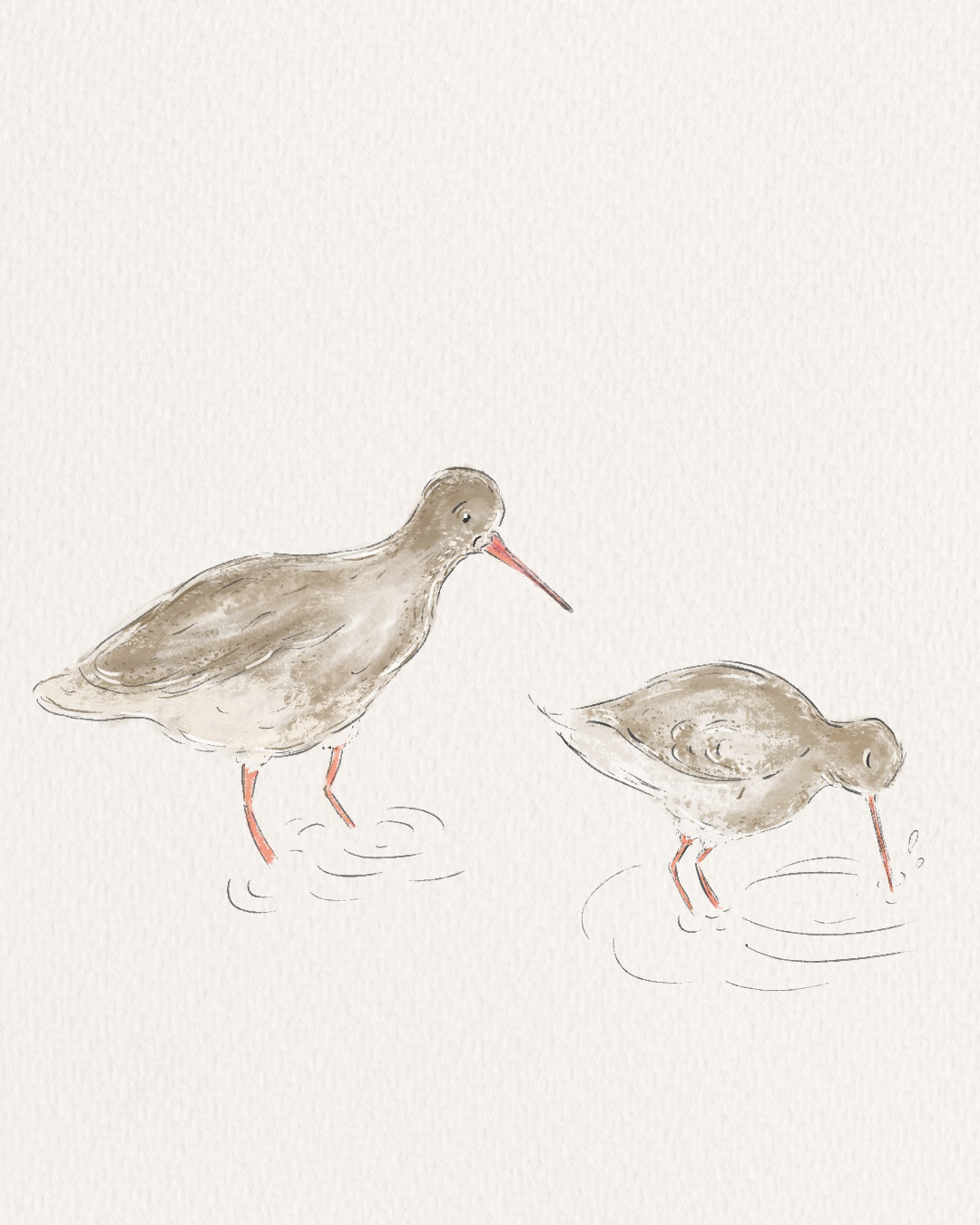 Redshank | Pencil | Procreate