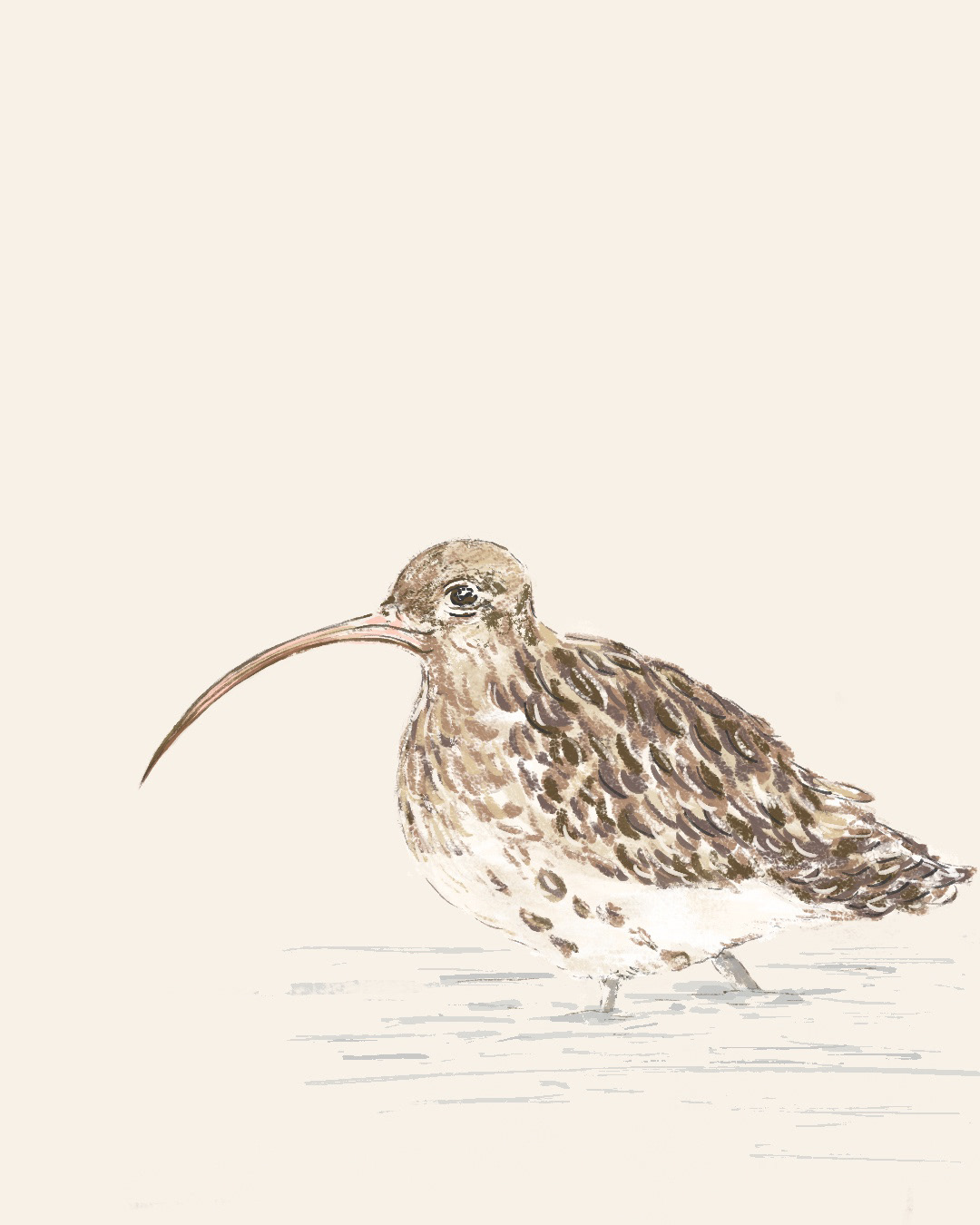 Curlew | Pencil | Procreate