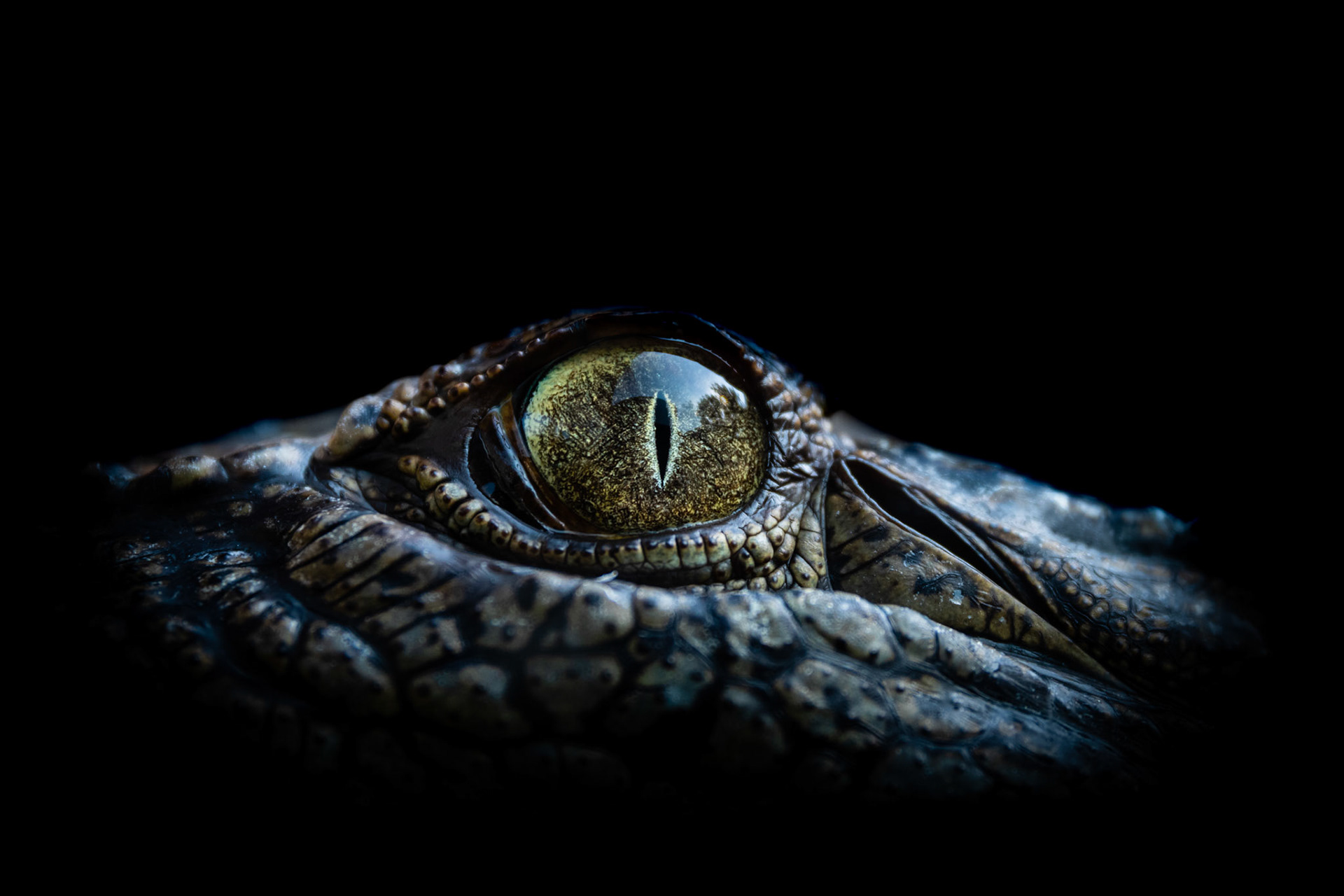 closeup of saltwater crocodile eye