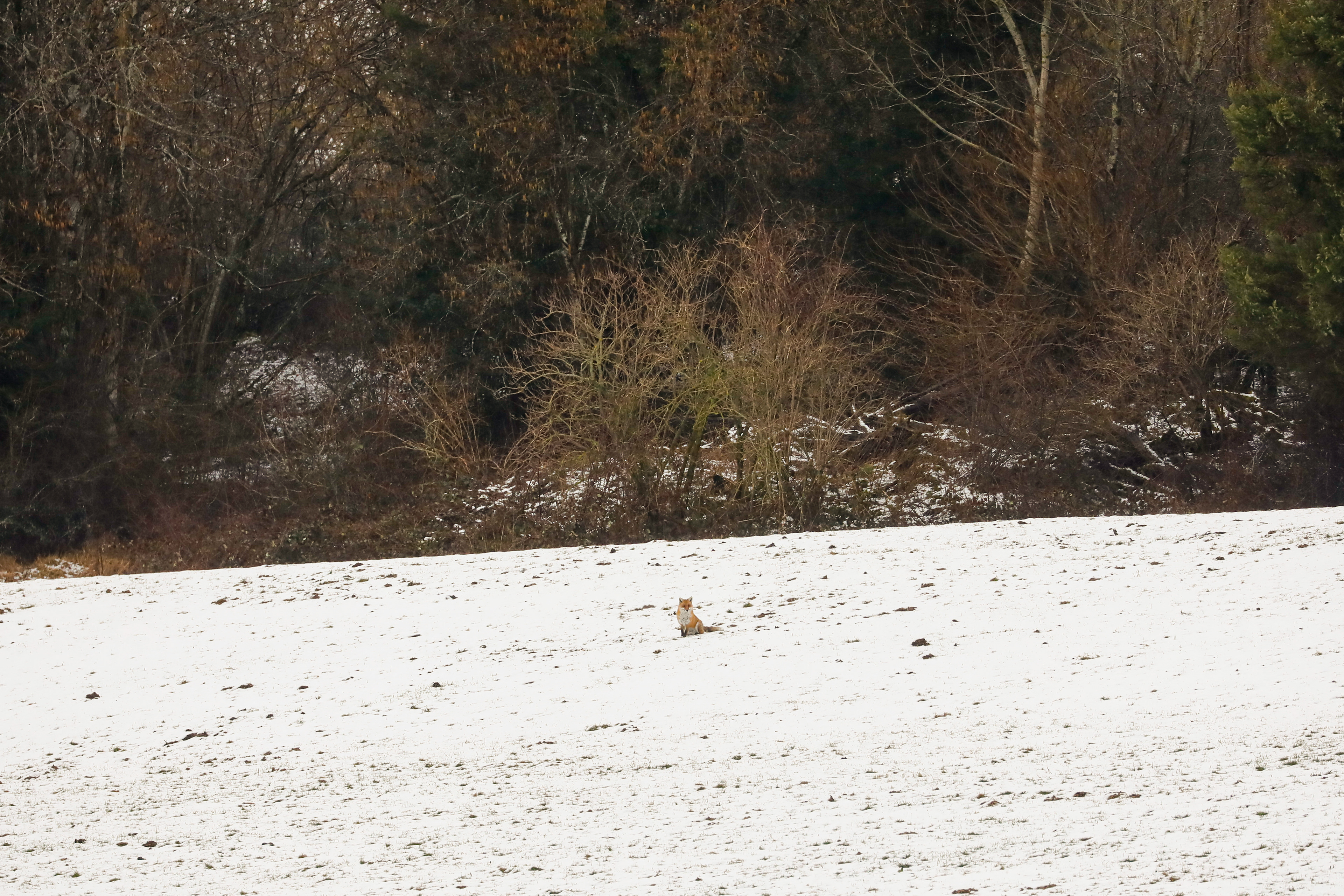 red fox in snowy field
