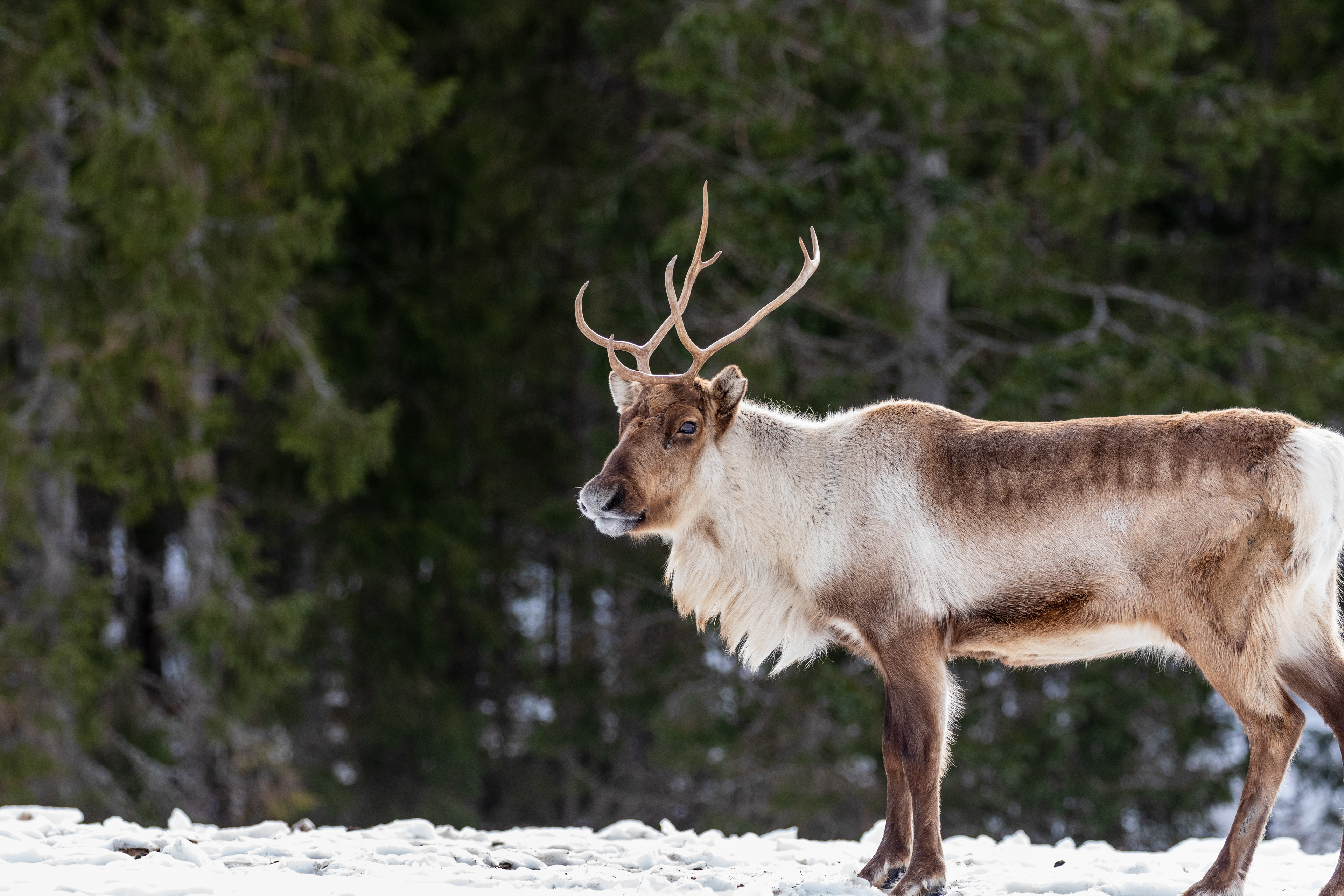 reindeer in a forest