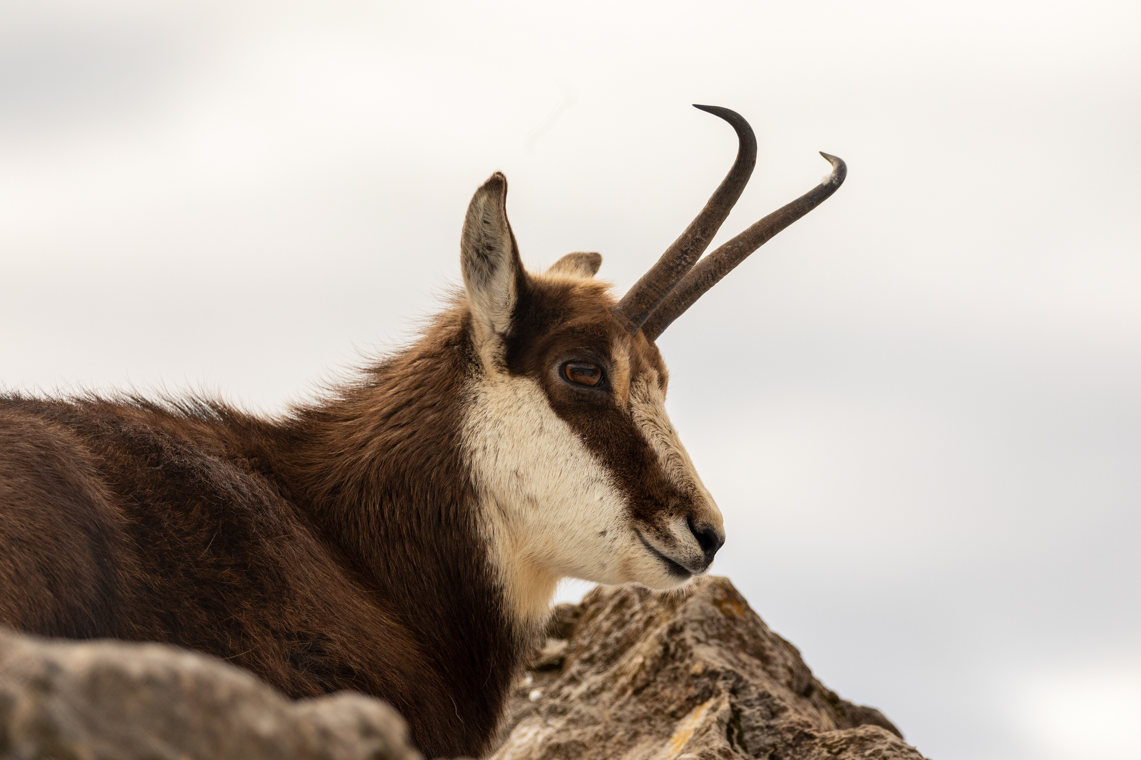chamois (rupicapra) on a rock