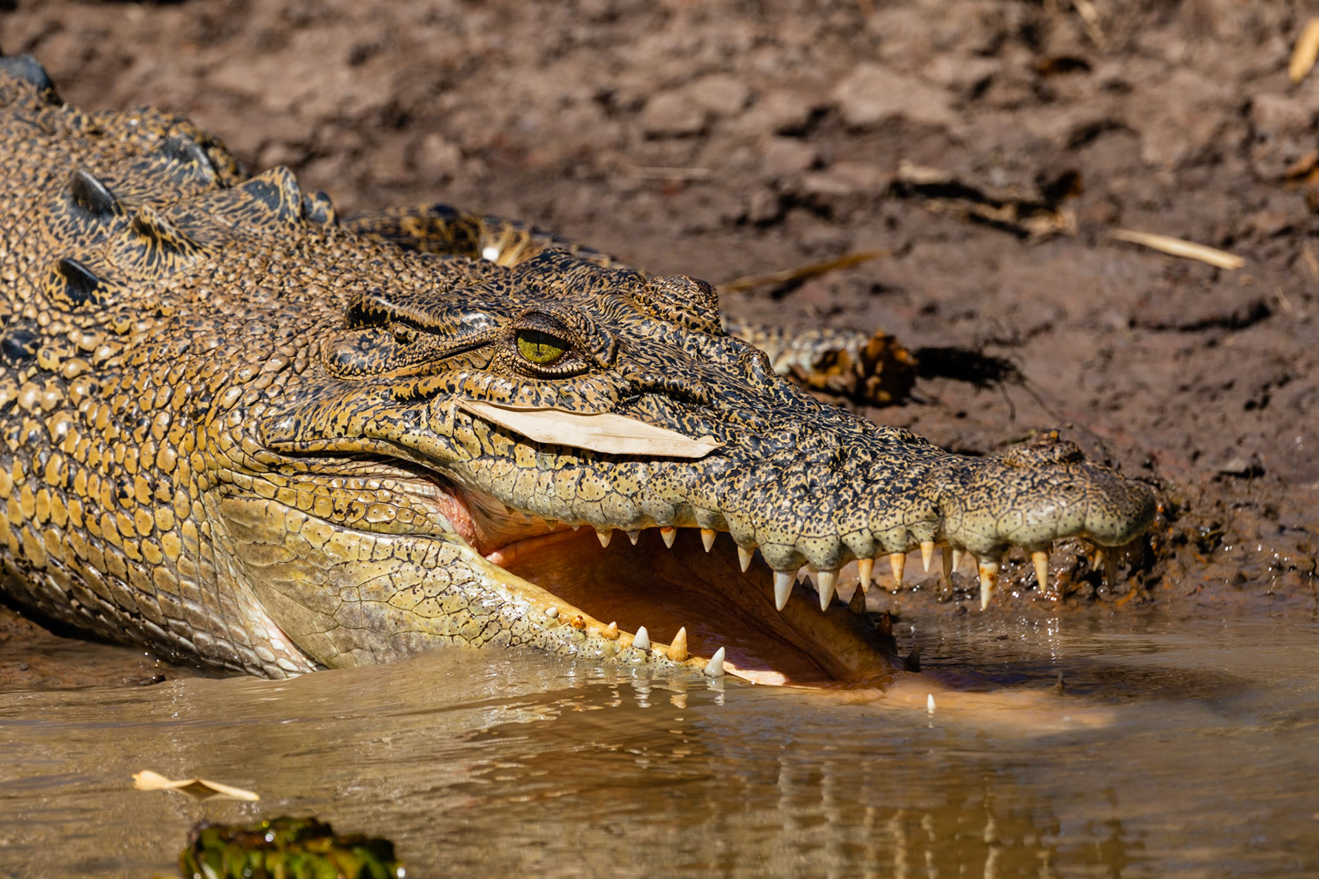 Crocodile basking in the sun
