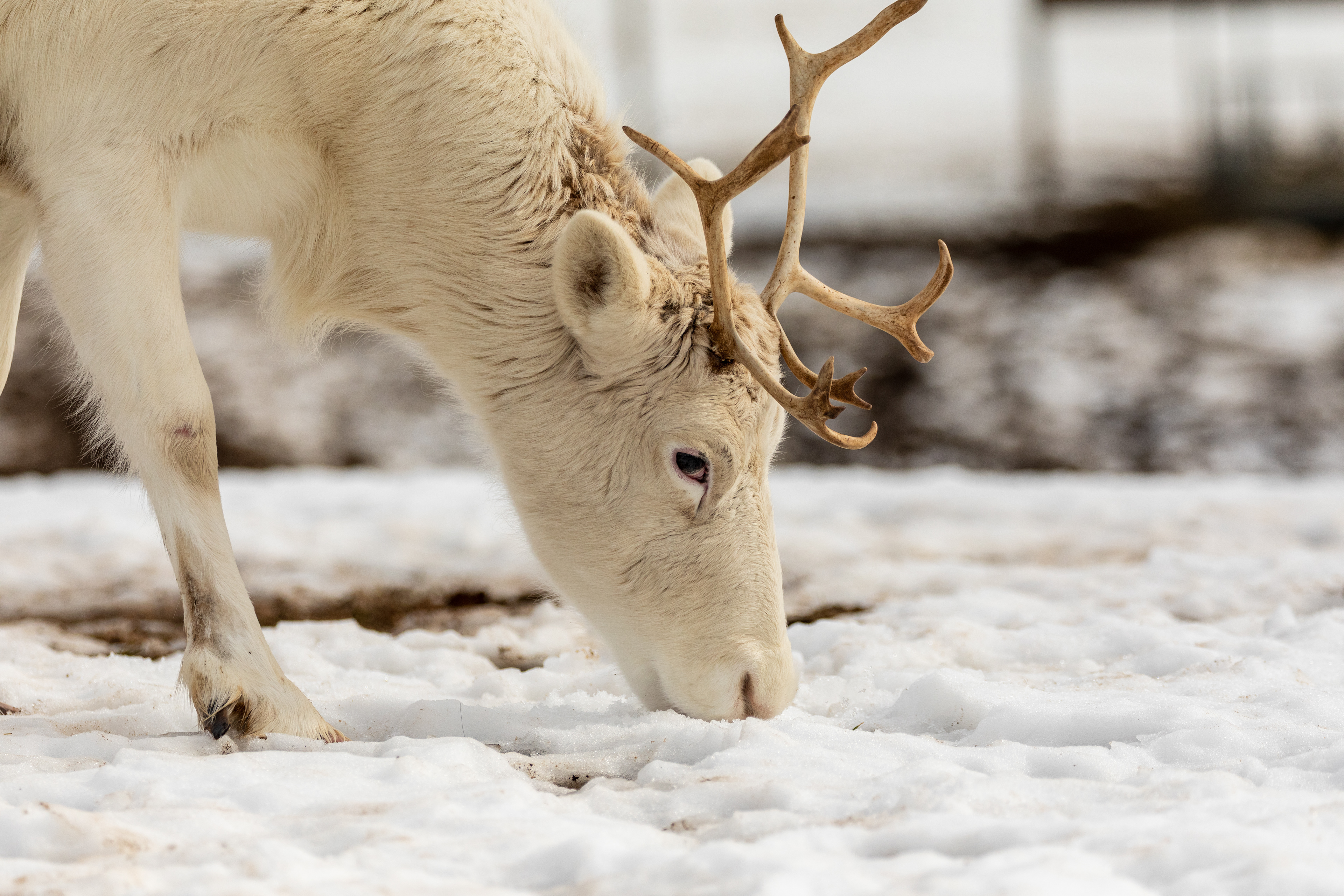 white reindeer in snow