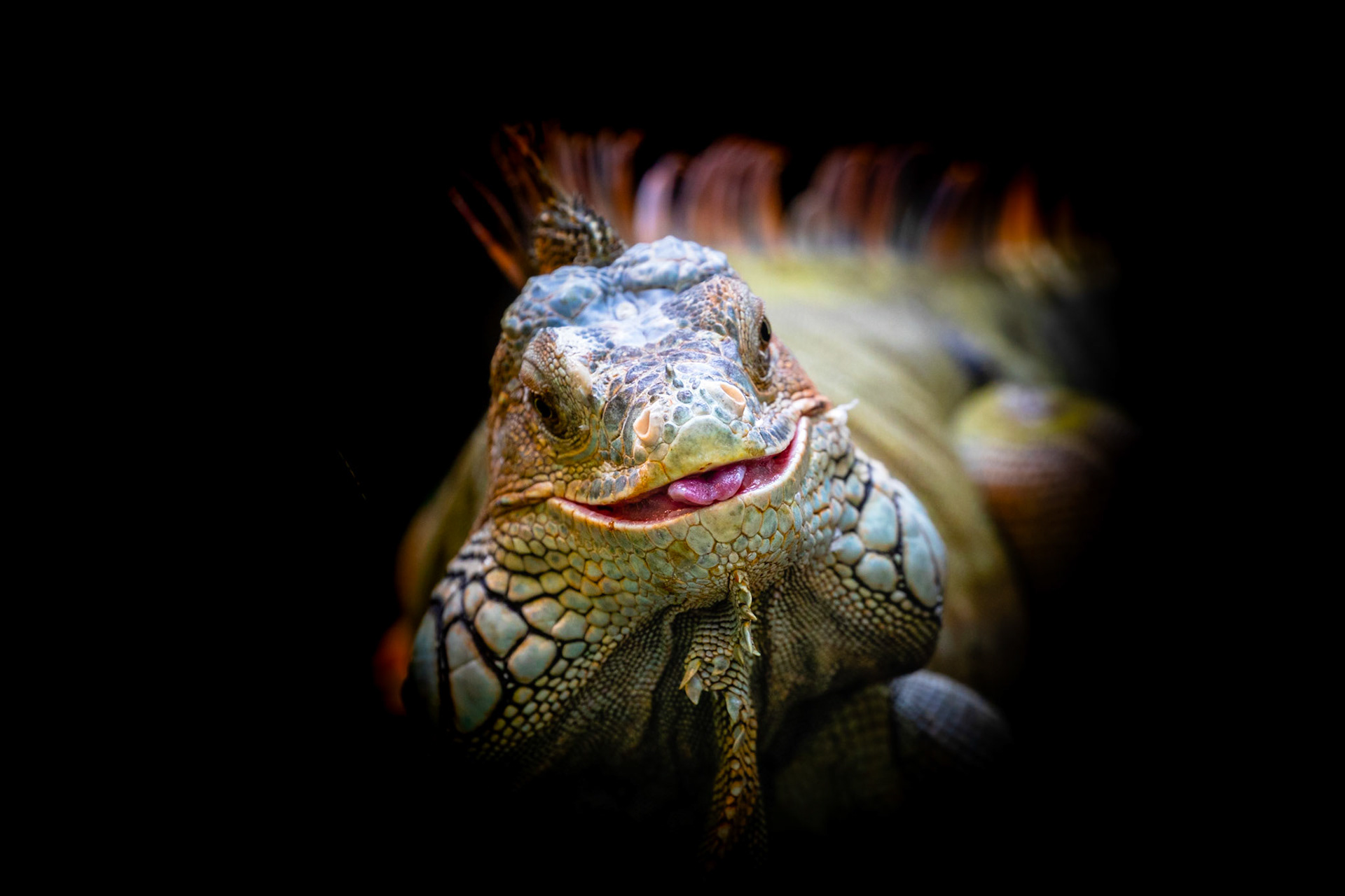 green iguana