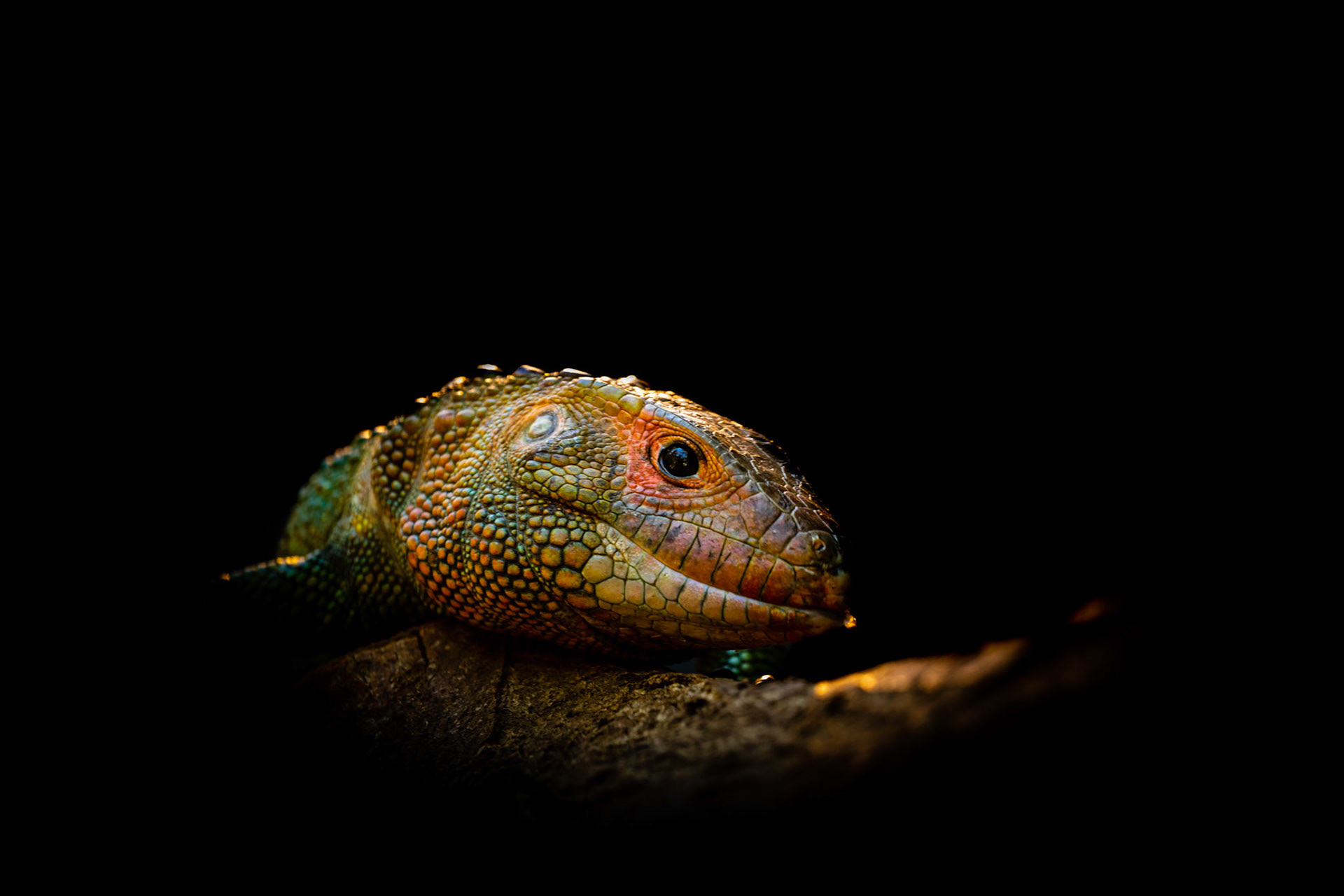 caiman lizard