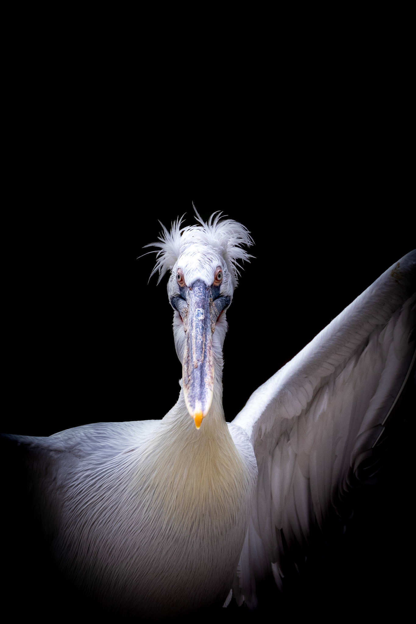 dalmatian pelican
