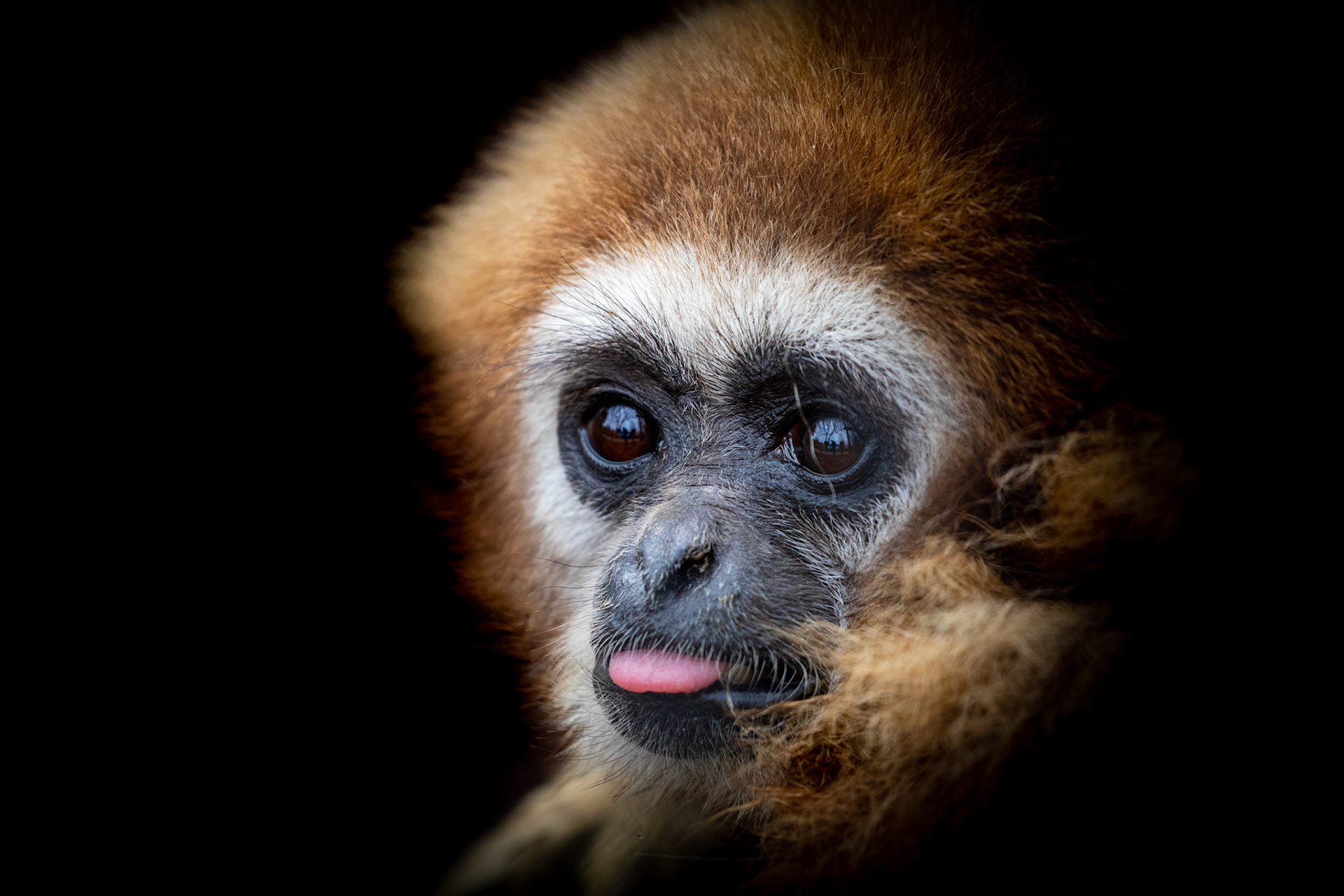 lar gibbon sticking out its tongue