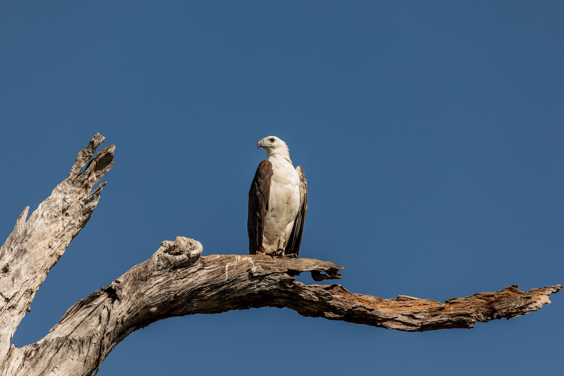 White-bellied sea eagle on a branch