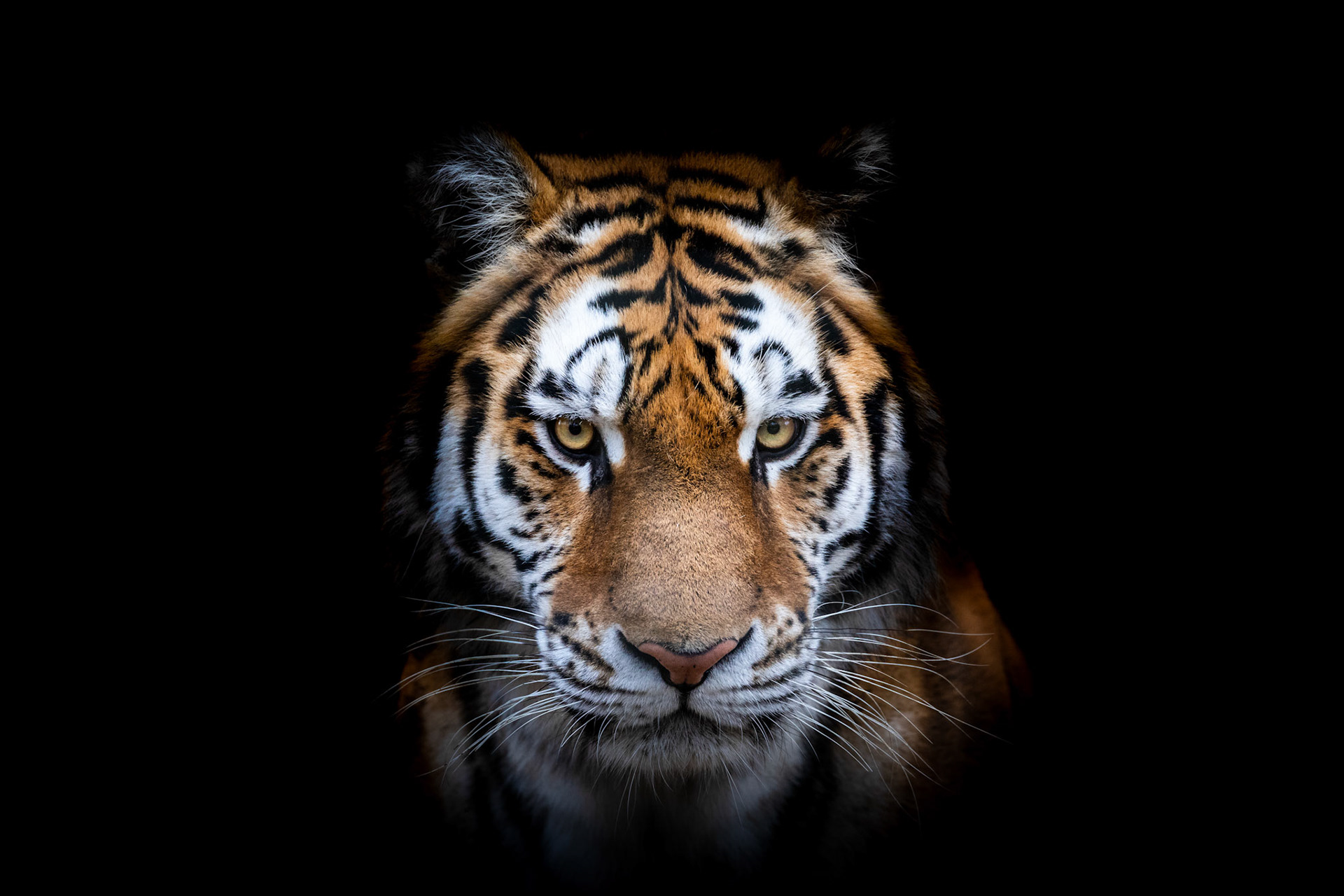 malayan tiger portrait